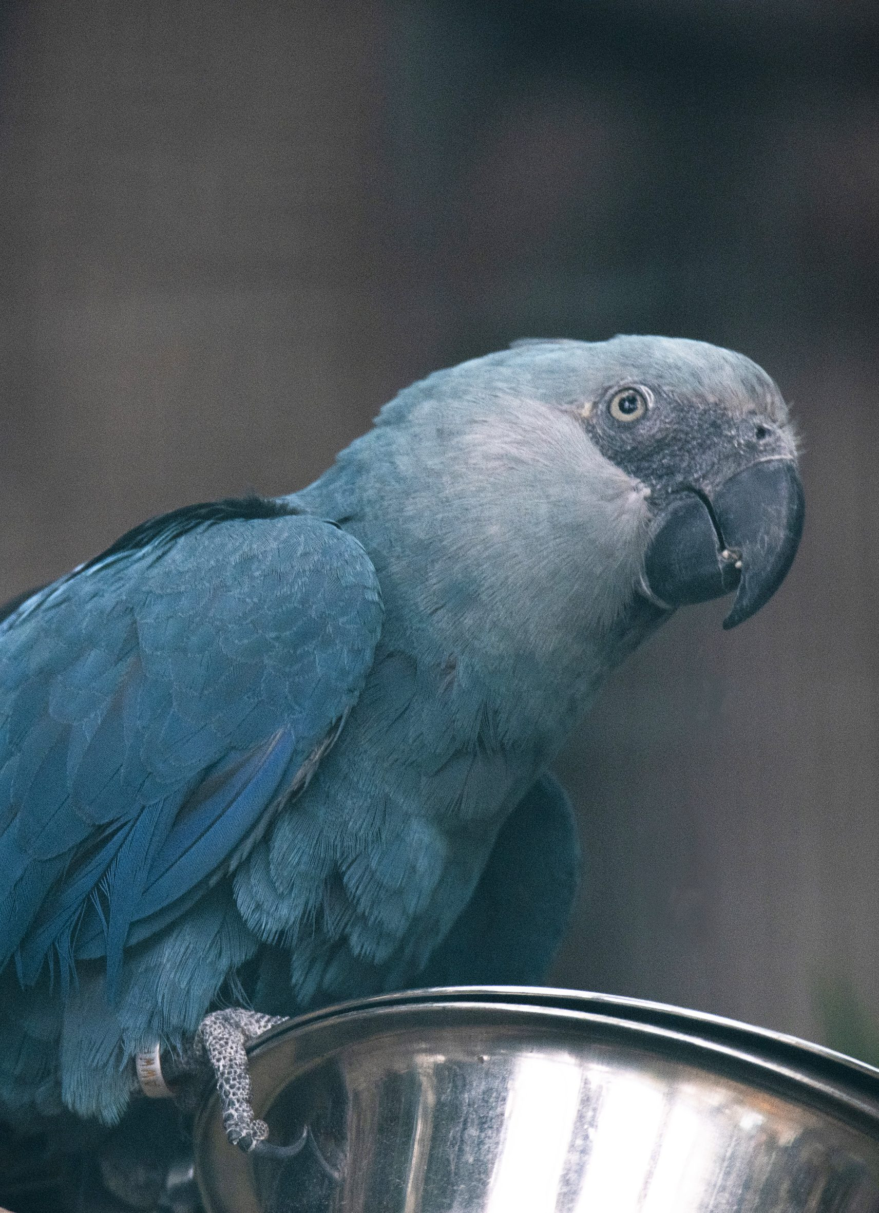 Projet Ara de Spix | Pairi Daiza