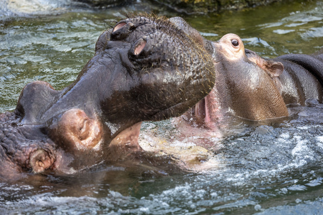 Hippopotame 🦛