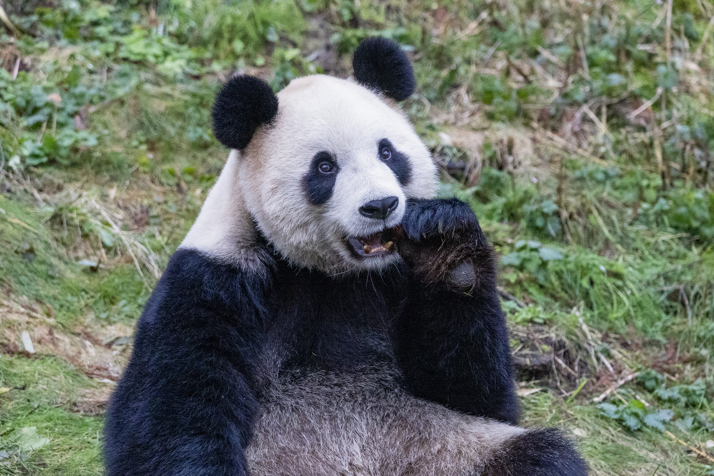 Giant Panda | Pairi Daiza