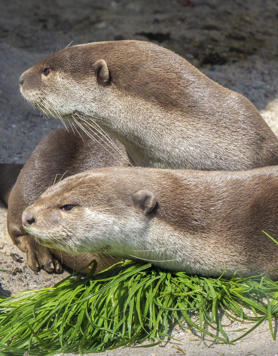 La Loutre à pelage lisse | Pairi Daiza