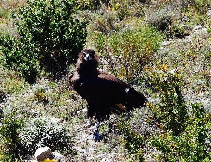 Project Vultures | Pairi Daiza