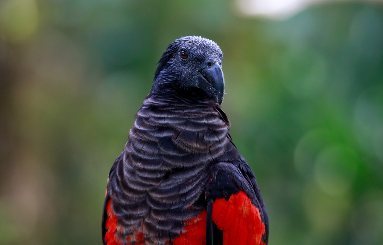 The Pesquet's Parrot | Pairi Daiza