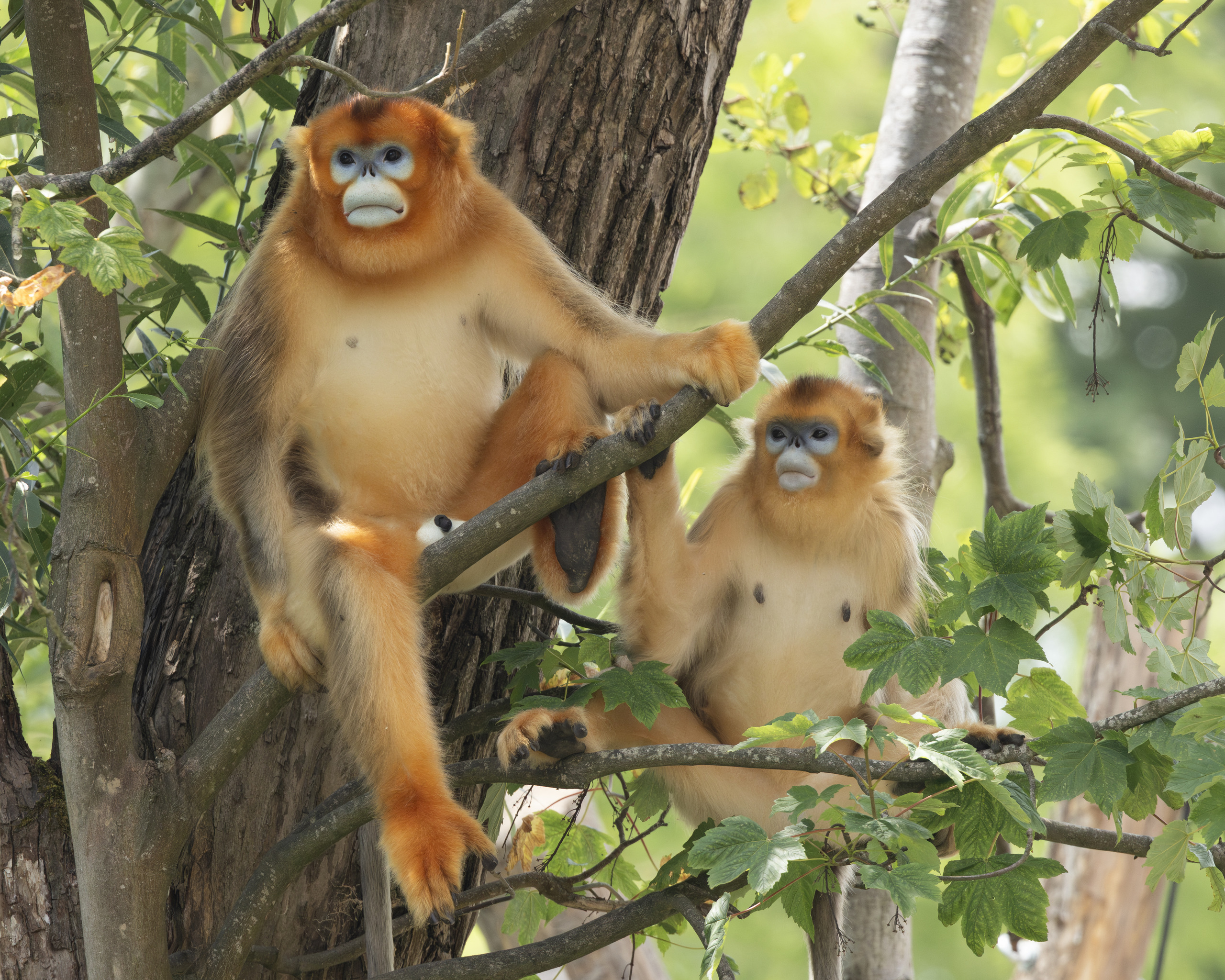 Golden Snub nosed Monkey Pairi Daiza