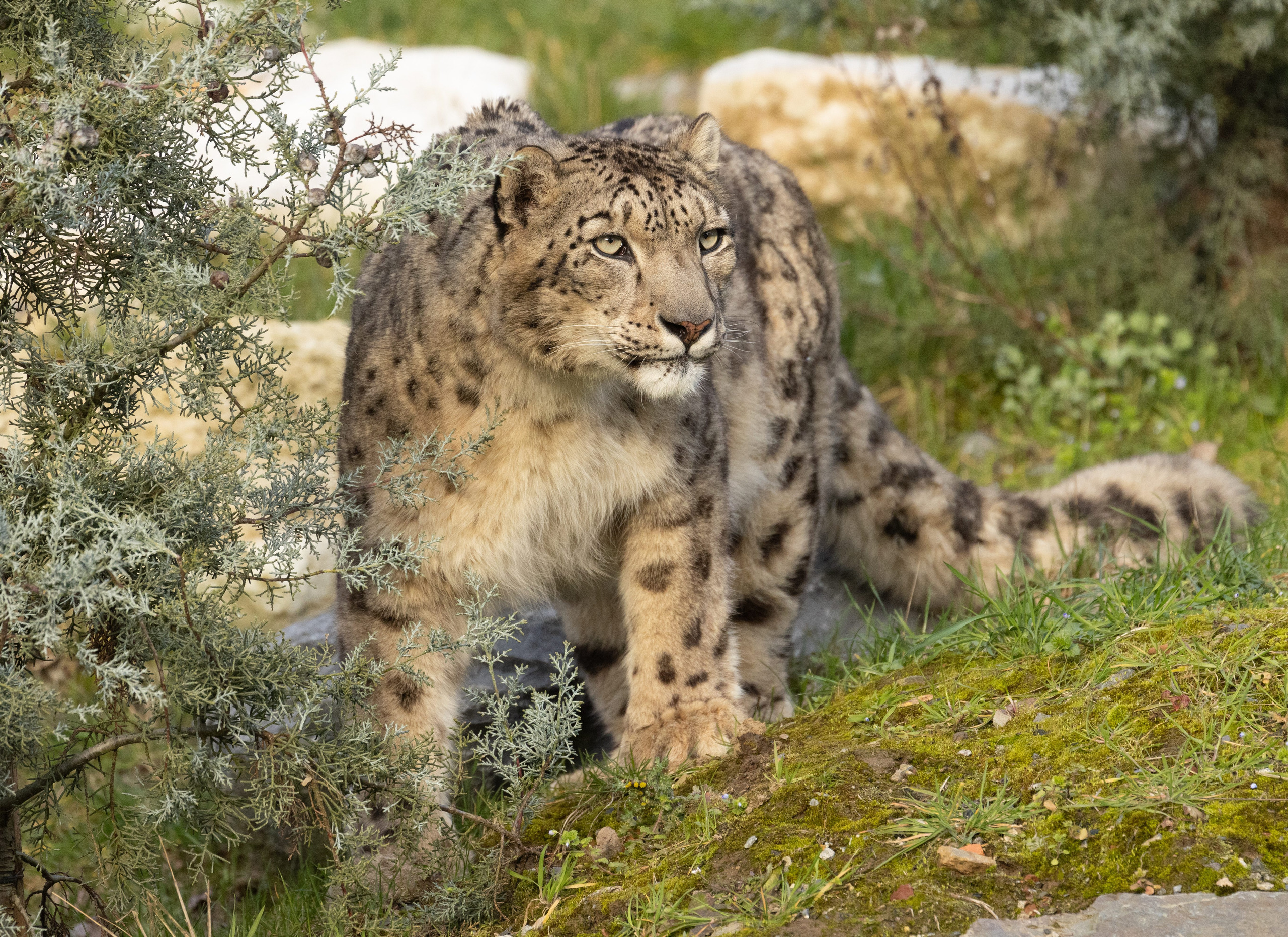 La Panthère des neiges | Pairi Daiza