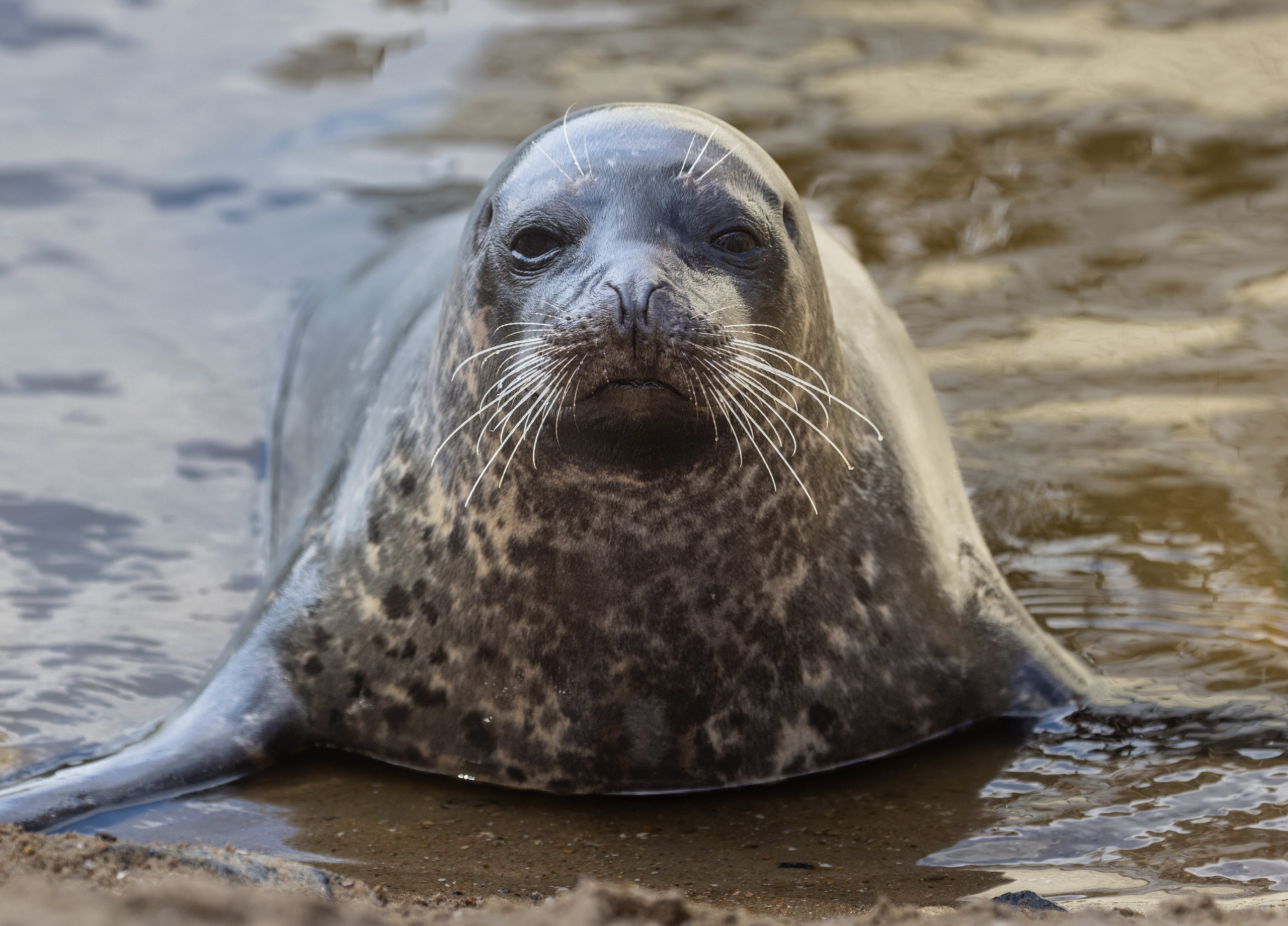 Le Phoque commun | Pairi Daiza