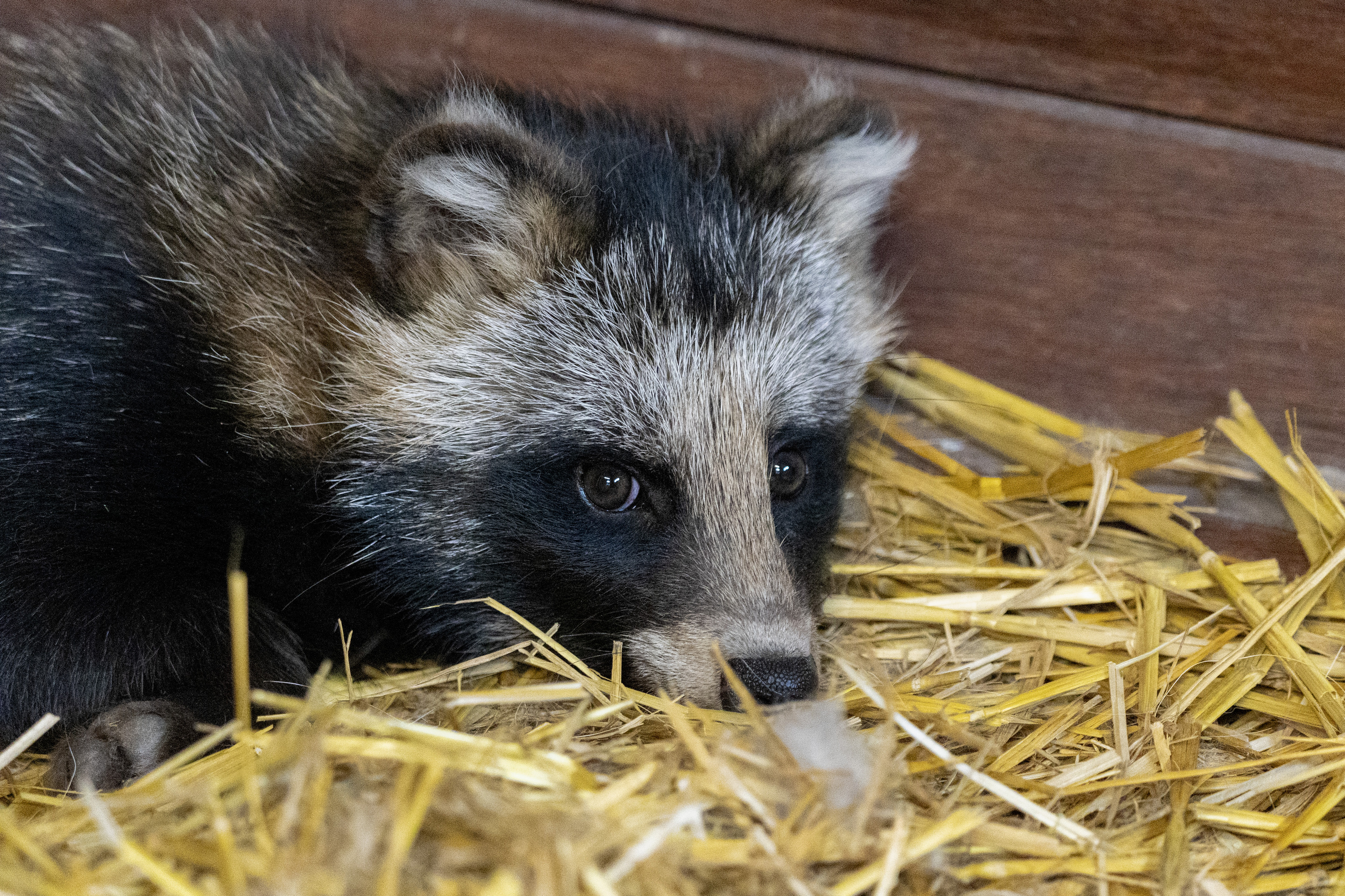 Edition de Besançon | Un chien viverrin à Besançon