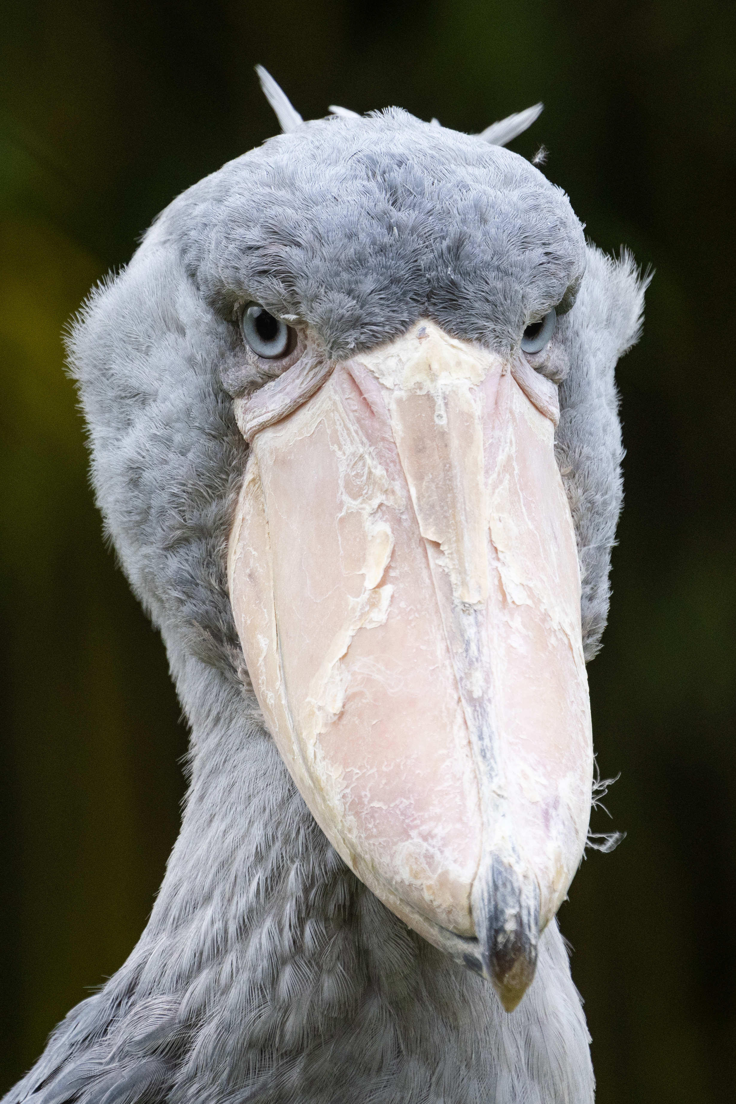 The Shoebill | Pairi Daiza