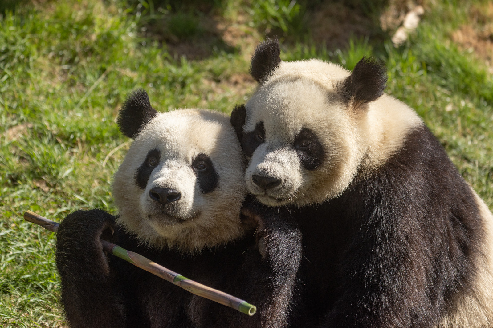 Fondation - notre mission | Pairi Daiza