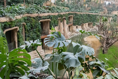Edenya | Pairi Daiza