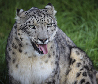 La Panthère des neiges | Pairi Daiza
