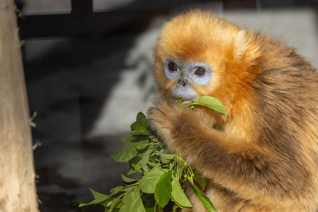 Gouden stompneusaap | Pairi Daiza