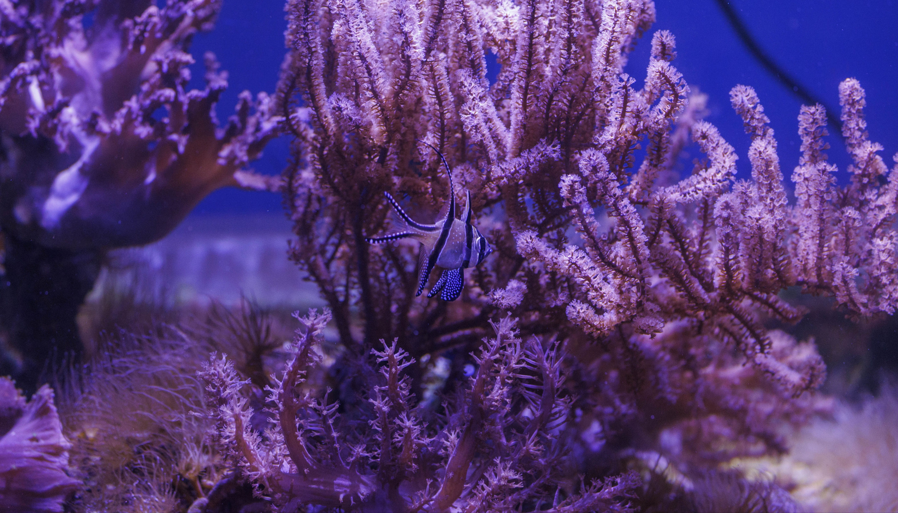 The Kaudern's Cardinalfish | Pairi Daiza