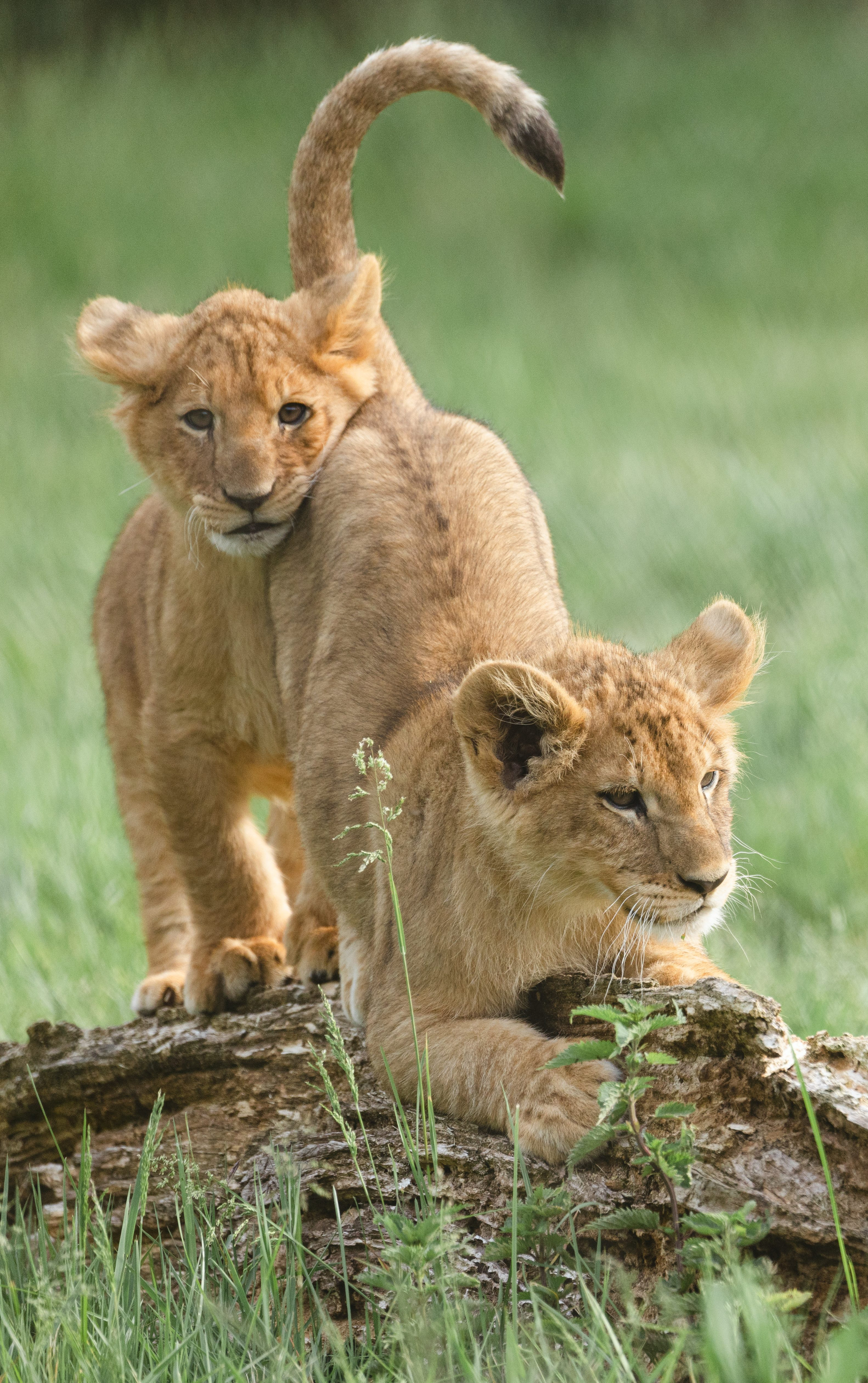 🔥 Een Baby Ocelot 🔥 : r/NatureIsFuckingLit, image size:2880x4585
