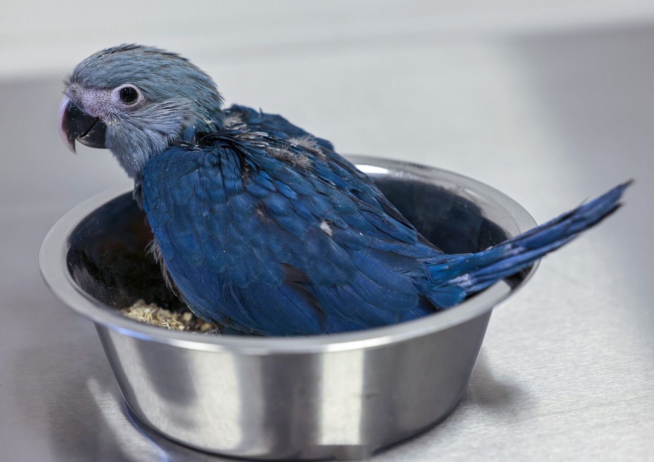 L'Ara de Spix | Pairi Daiza