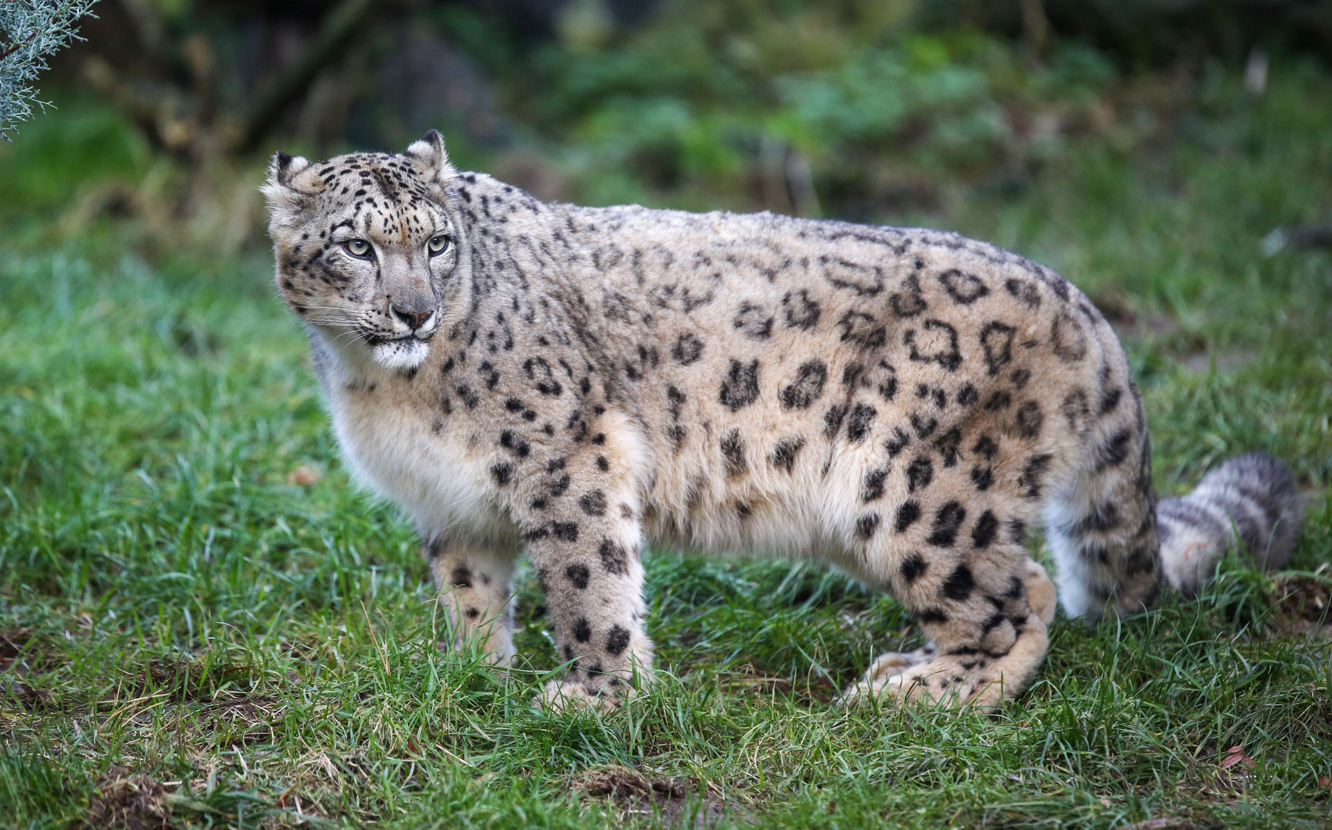 La Panthère des neiges | Pairi Daiza