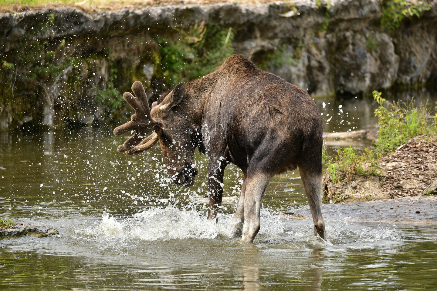 L'?�lan | Pairi Daiza