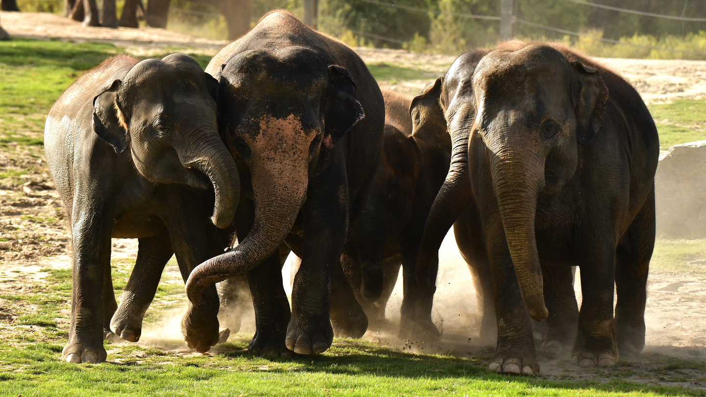 Langste Landzoogdier Van Kop Tot Staart