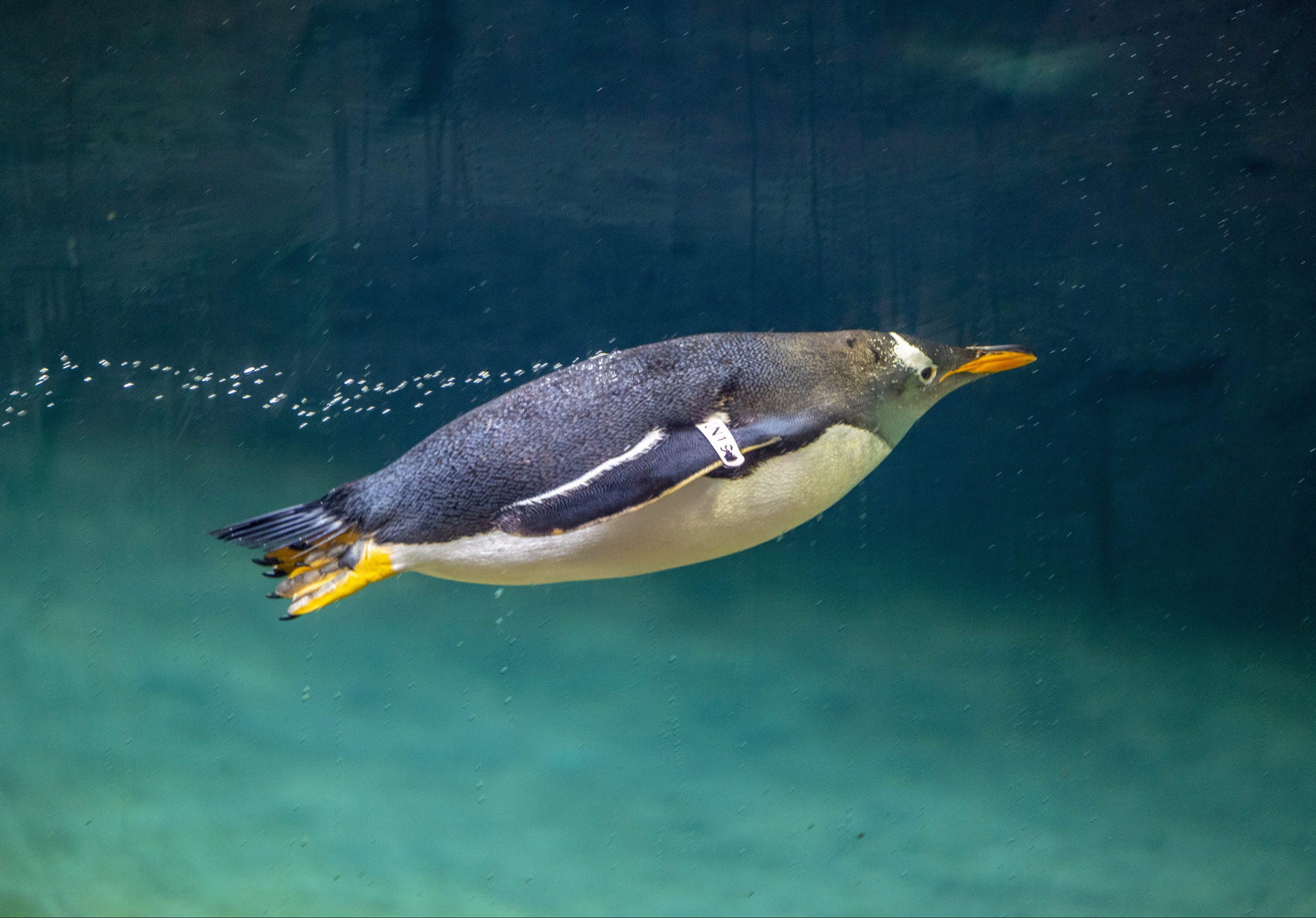 activities-pairi-daiza
