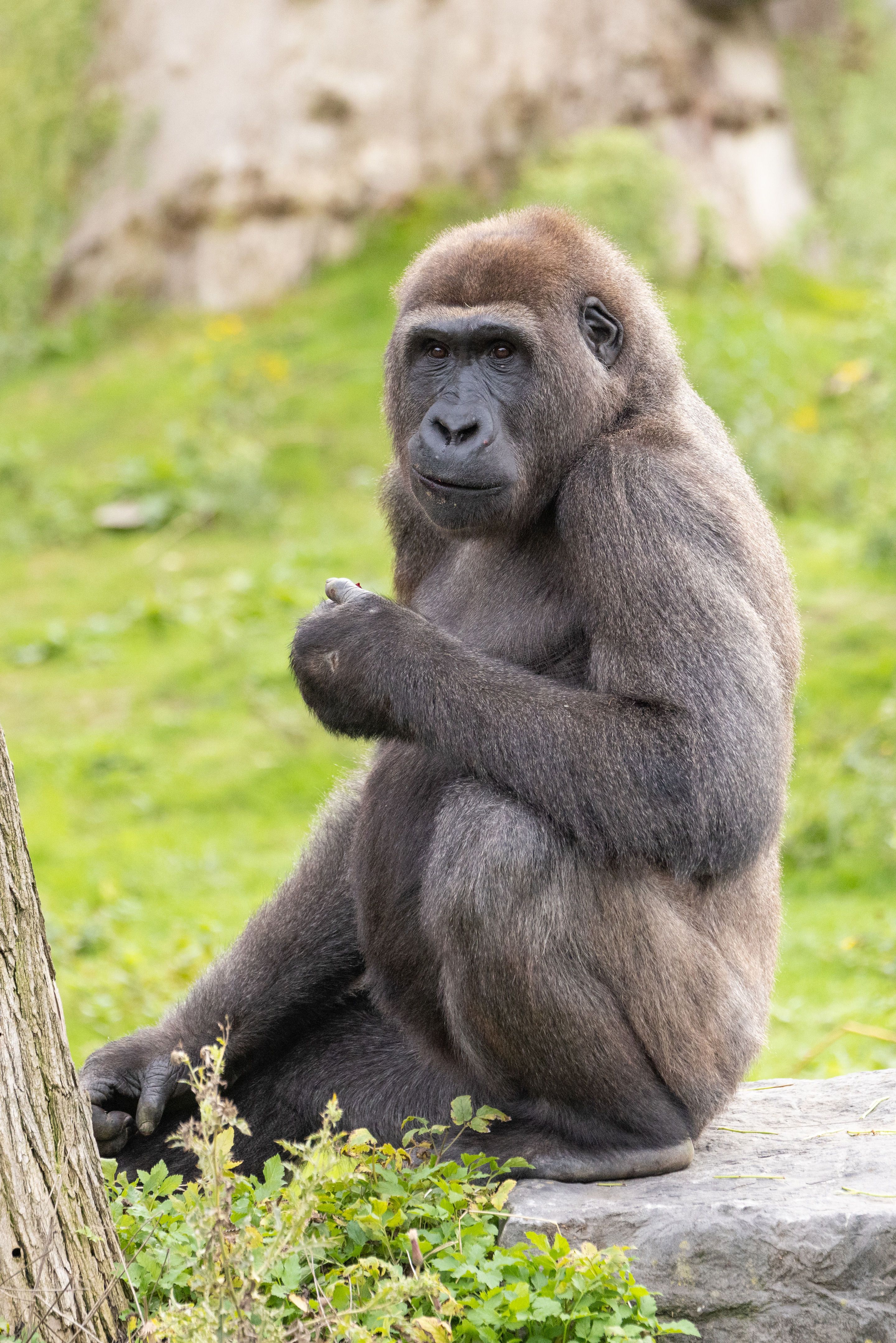 Western lowland gorilla | Pairi Daiza