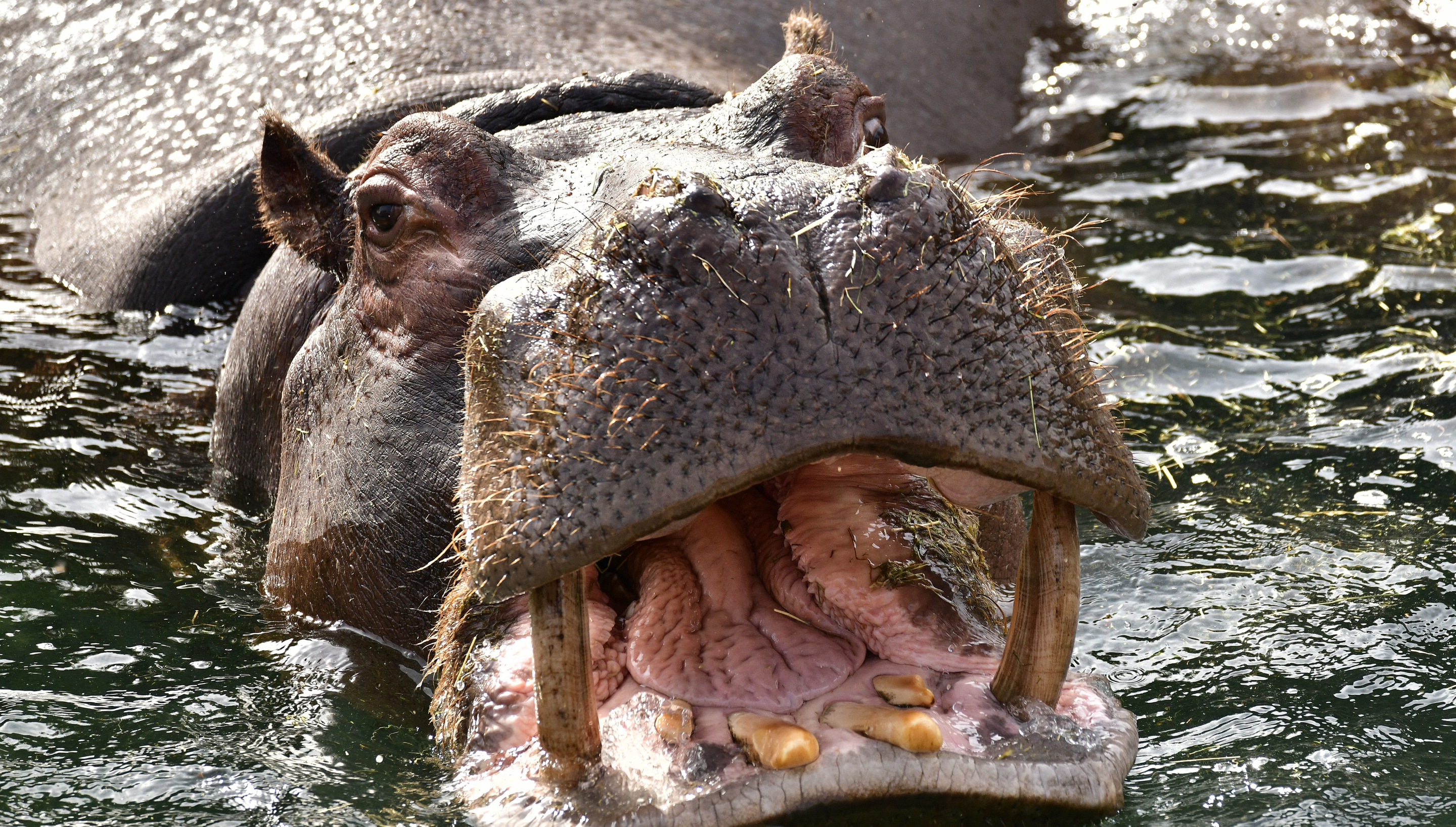 L'Hippopotame commun | Pairi Daiza, image size:2880x1637
