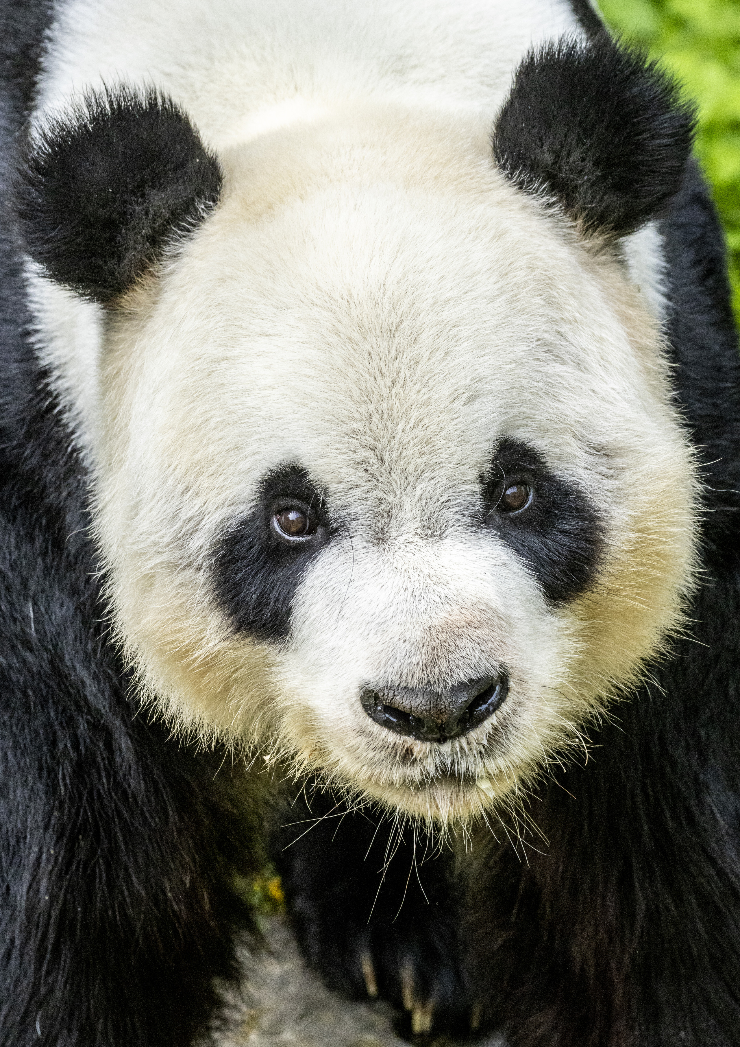 Giant Panda | Pairi Daiza
