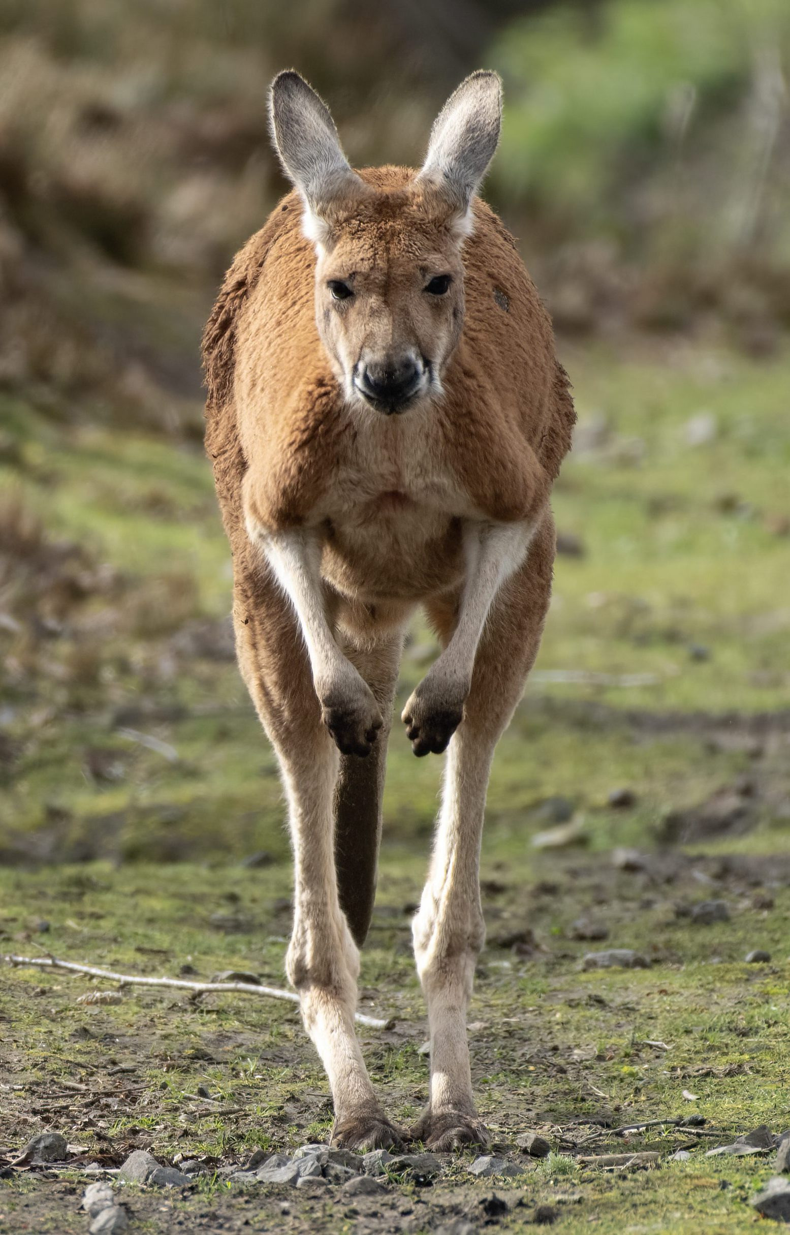 Red Kangaroo | Pairi Daiza