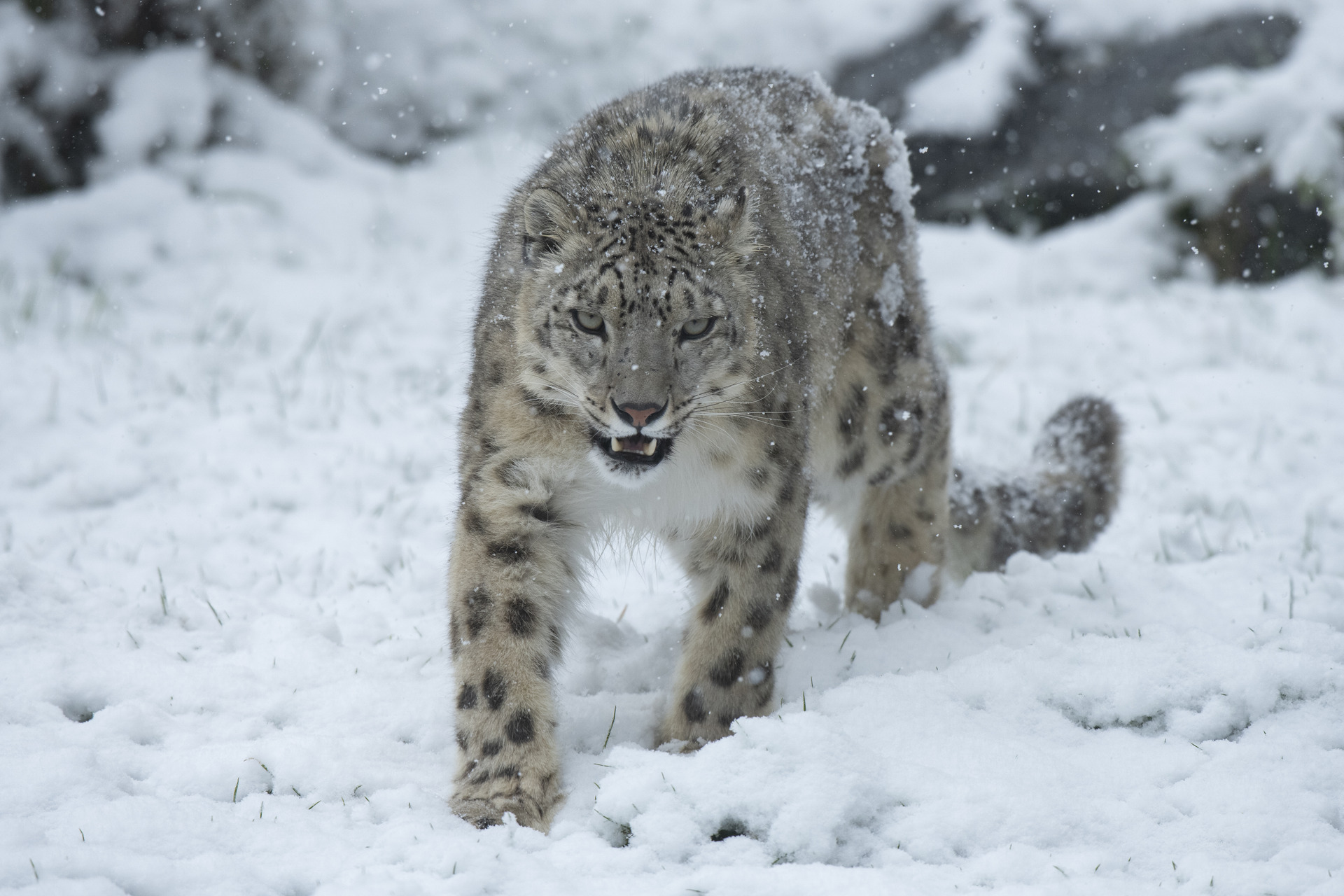 La Panthère des neiges | Pairi Daiza