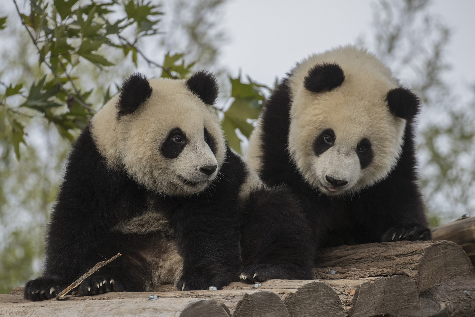 Pandas géants à Pairi Daiza