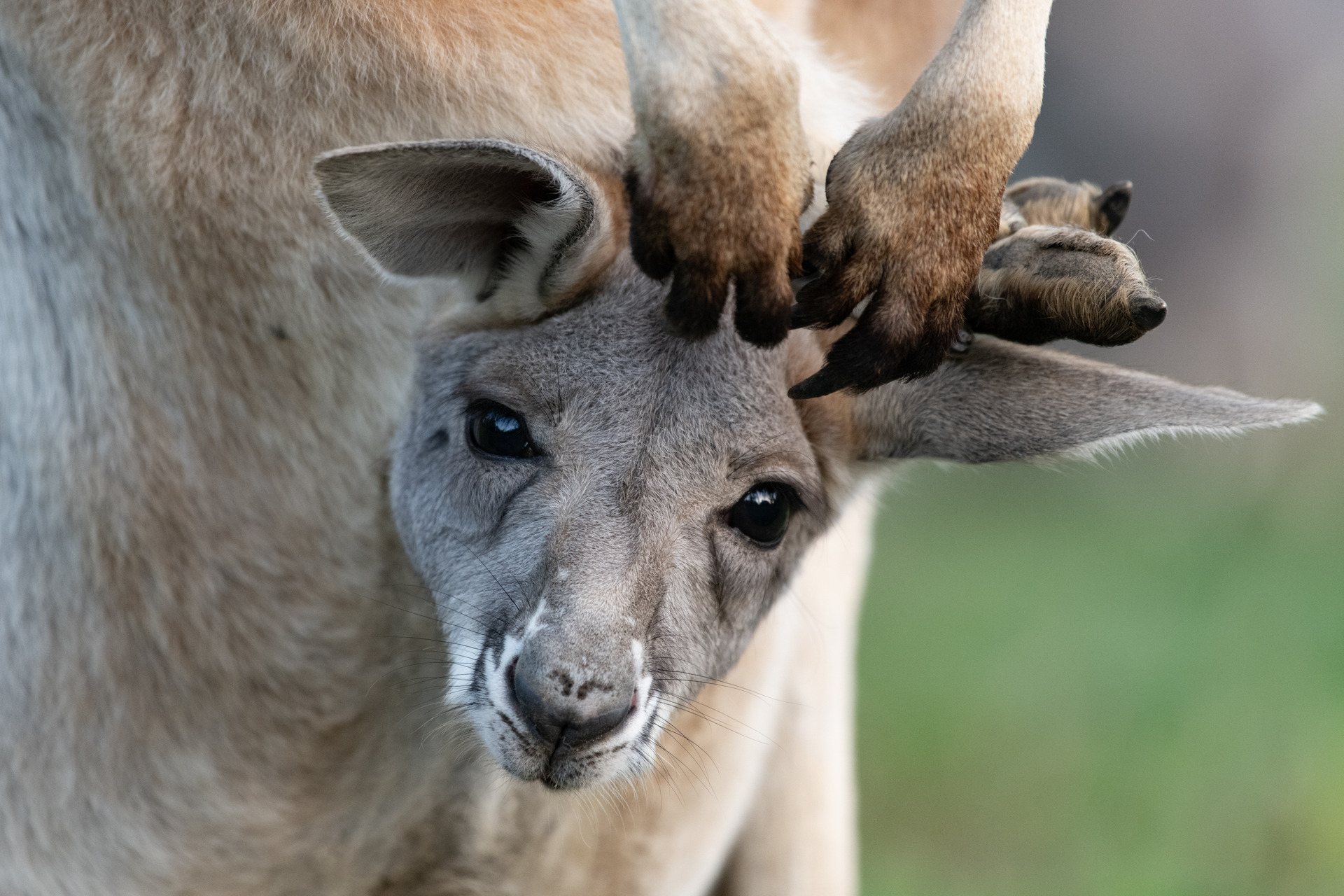 Rode Reuzenkangoeroe | Pairi Daiza