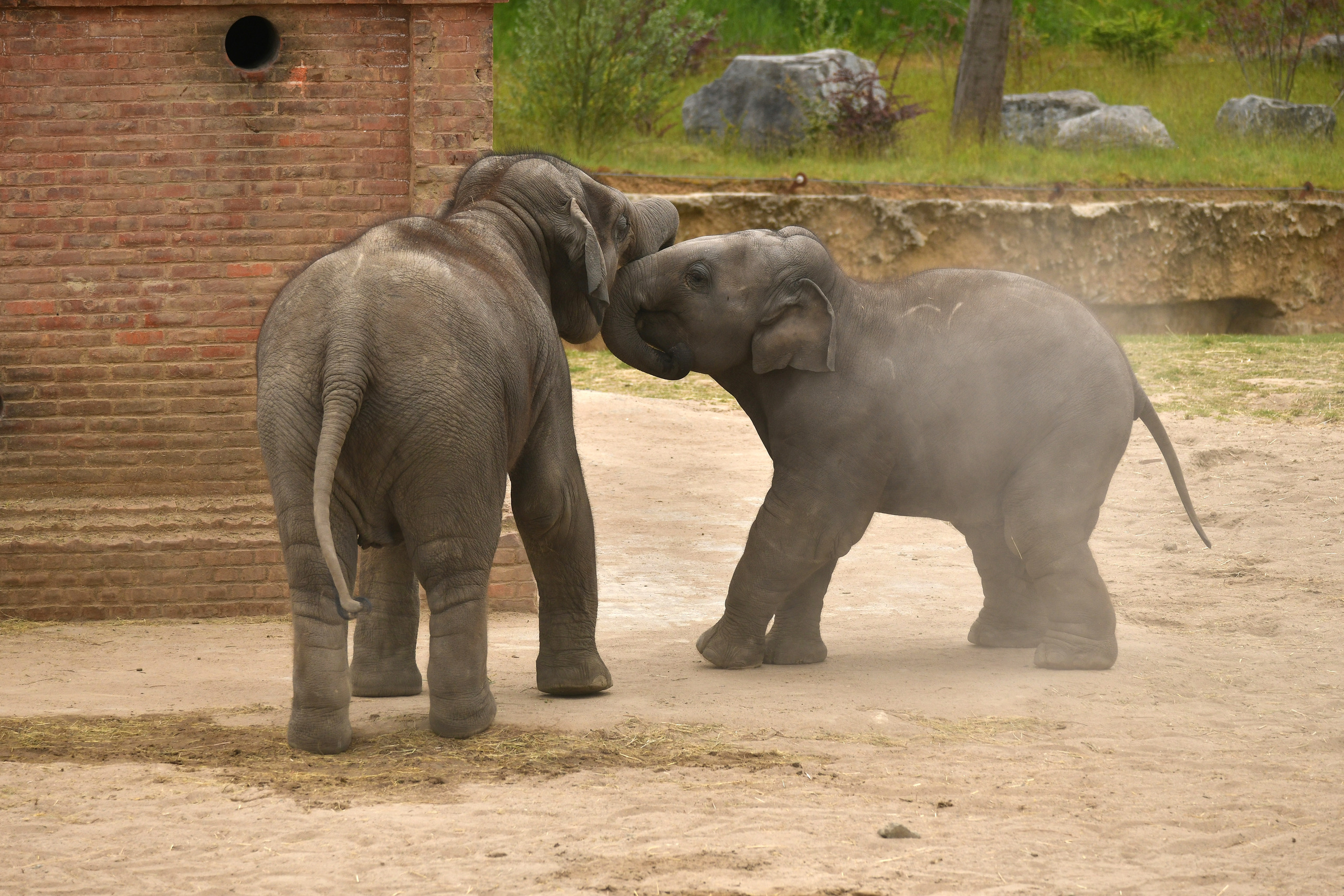 aziatische-olifant-pairi-daiza