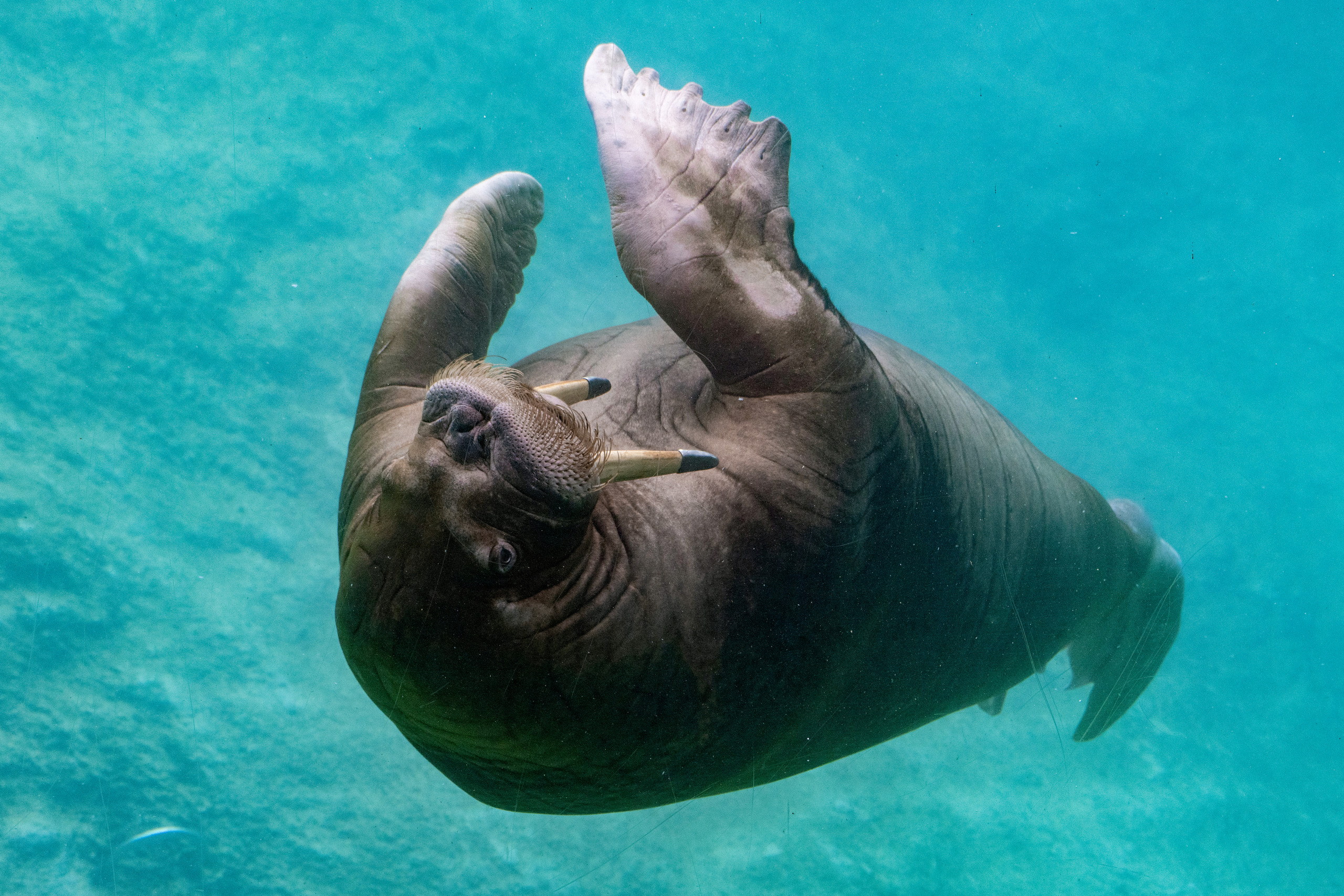 The Walrus | Pairi Daiza