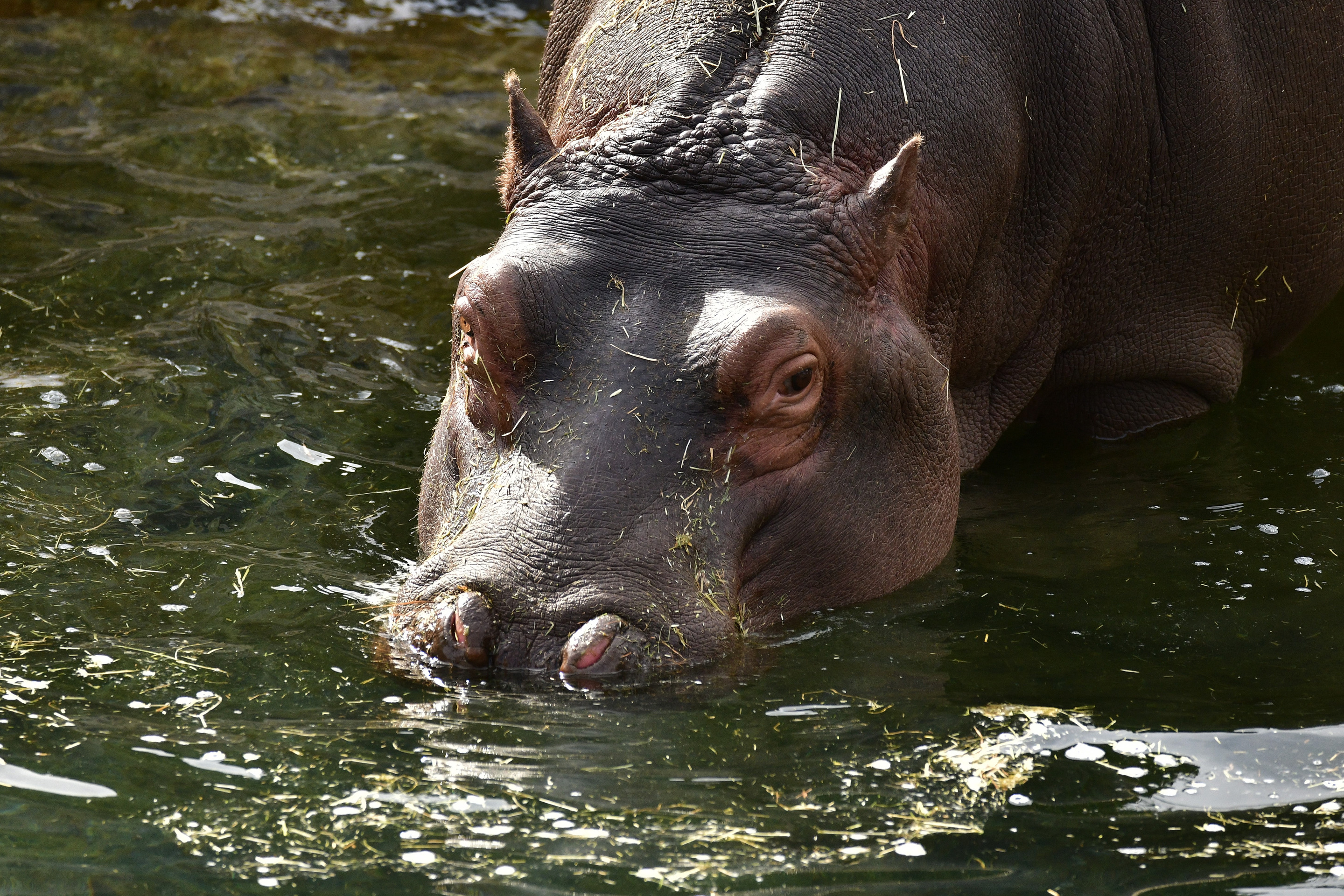 L'Hippopotame commun | Pairi Daiza, image size:2880x1920