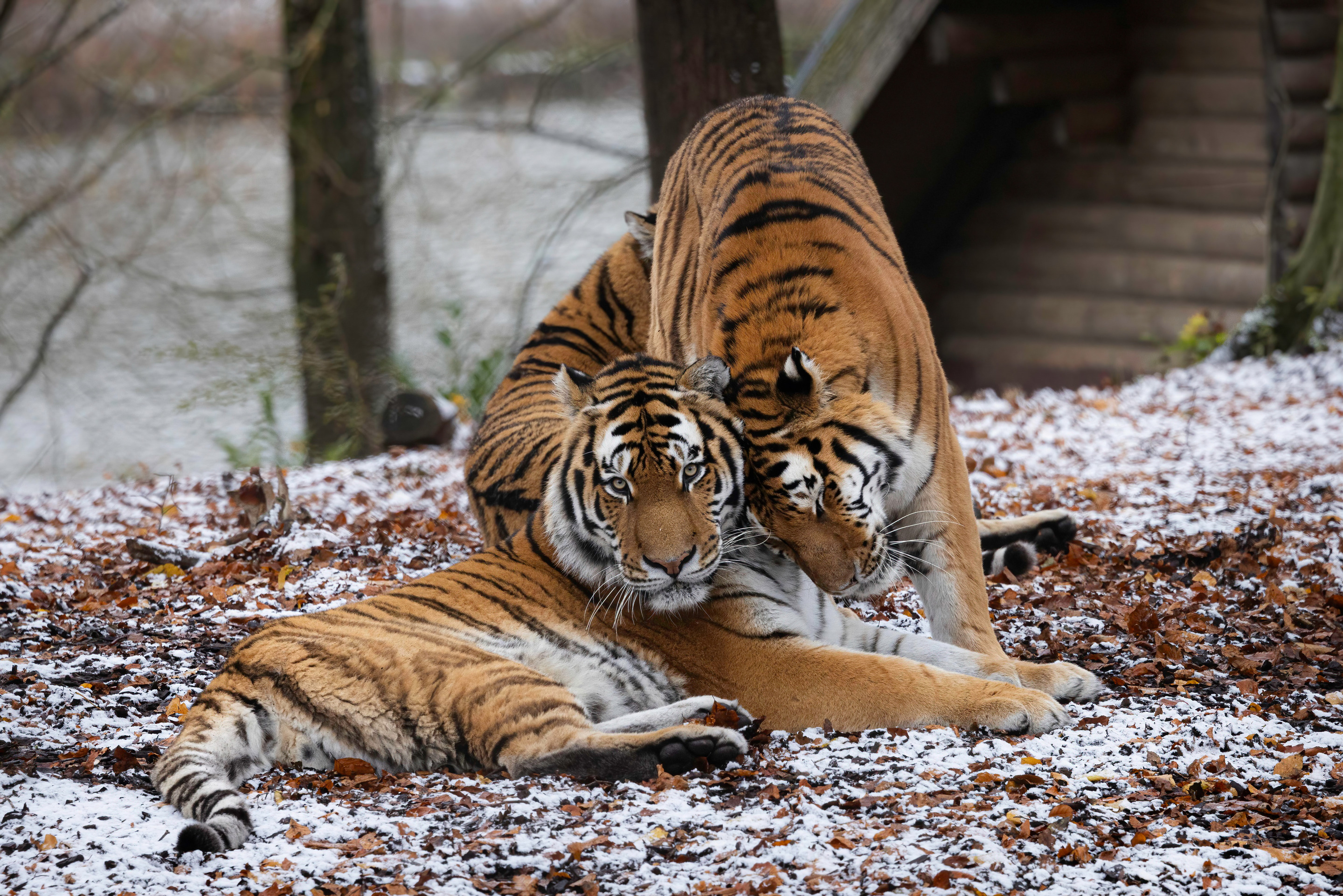 The Siberian Tiger | Pairi Daiza, image size:2880x1921