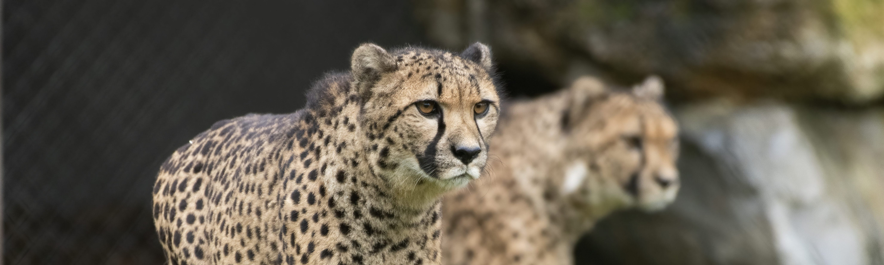 Cheetah | Pairi Daiza