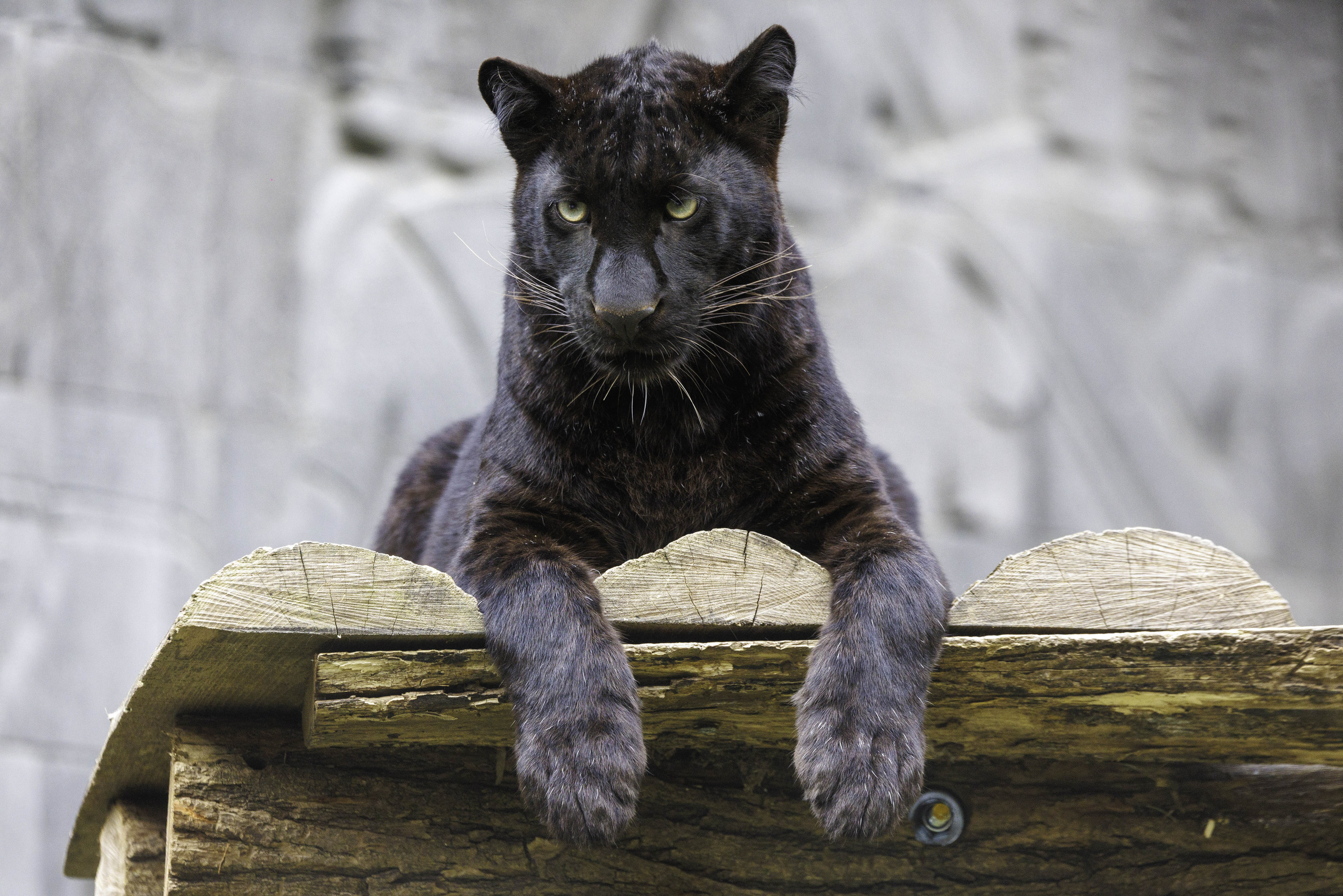 Der Schwarze Panther | Pairi Daiza
