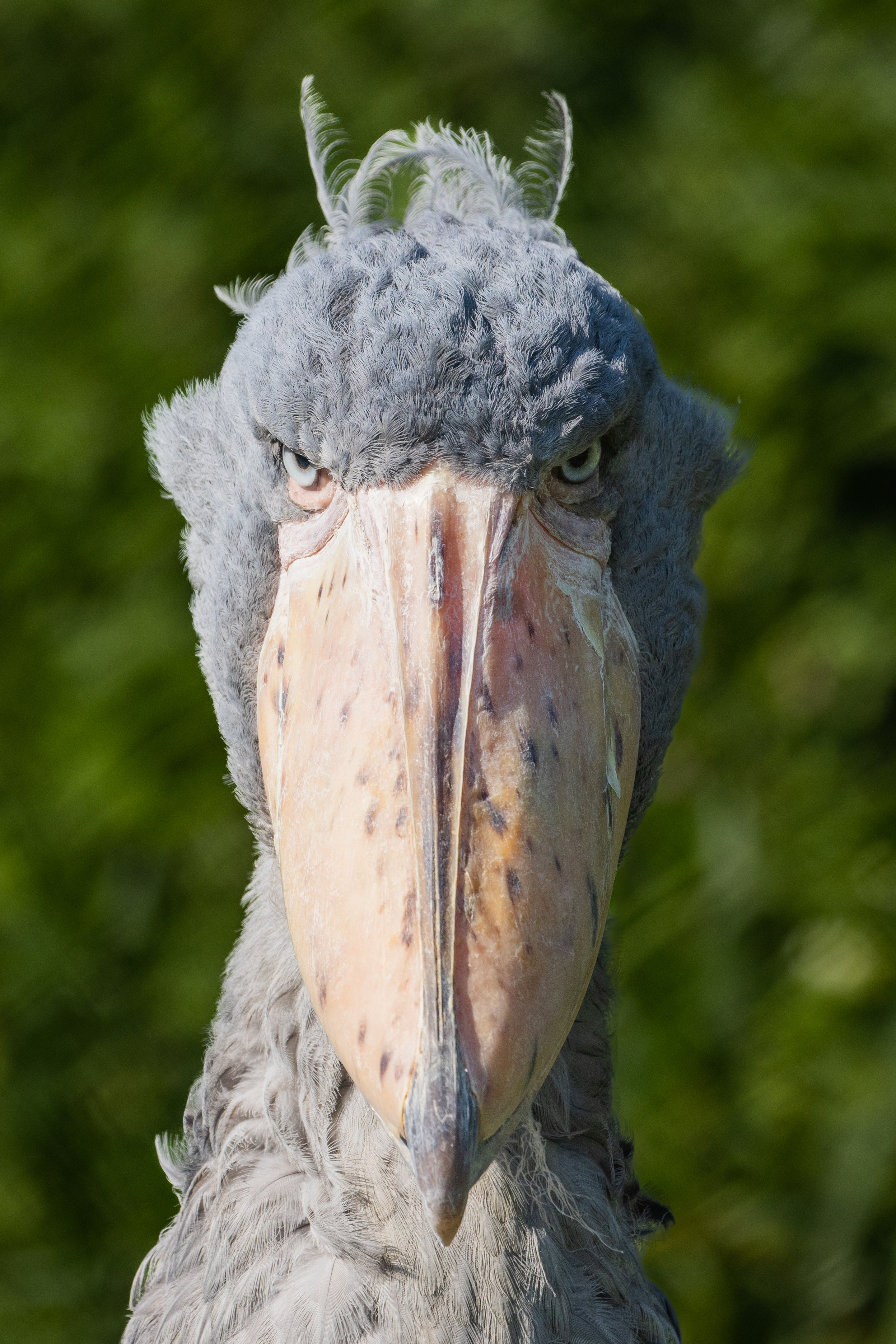 その他 shoebill Shoebill - eBird