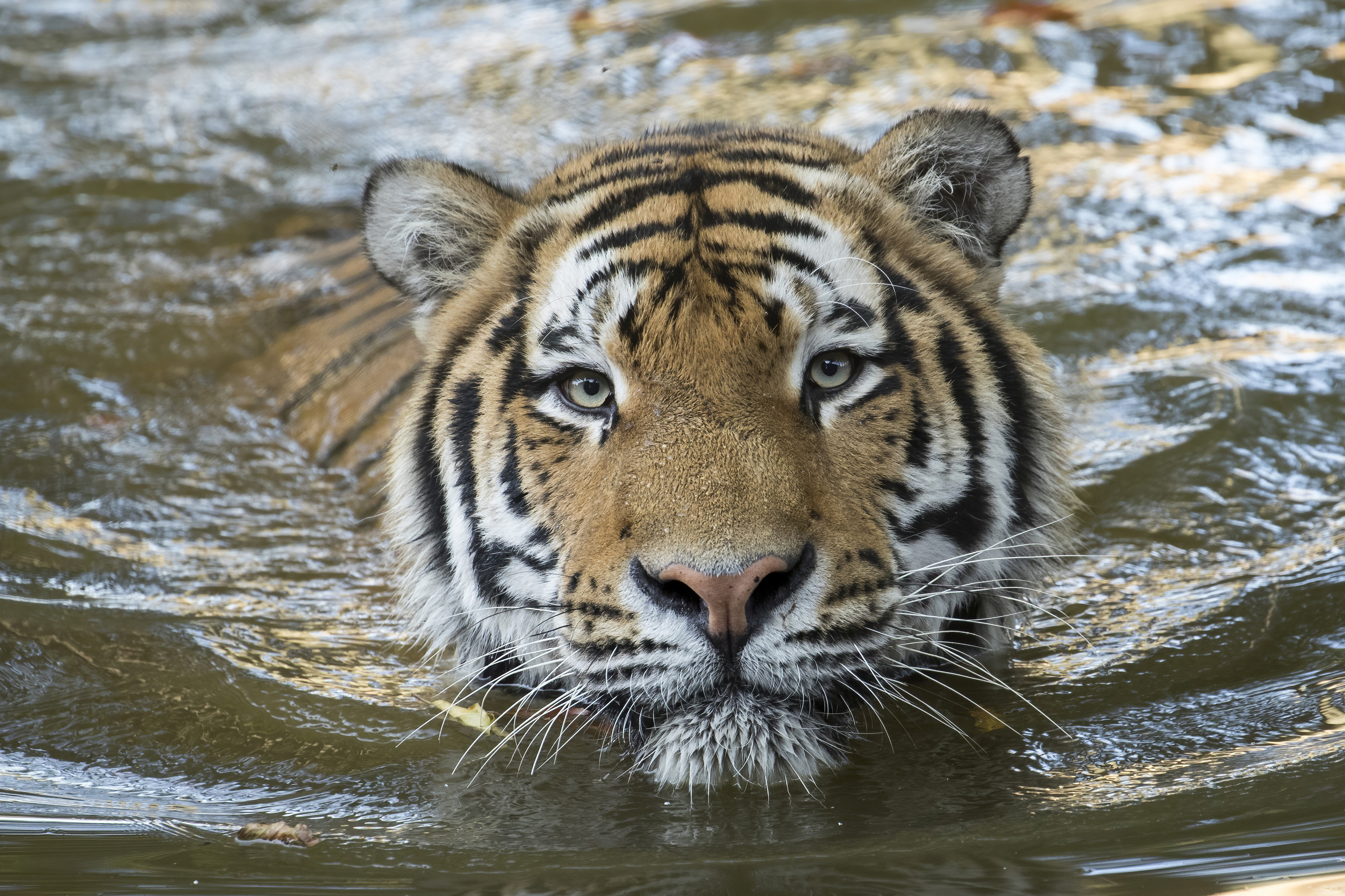 Le Tigre de Sibérie | Pairi Daiza