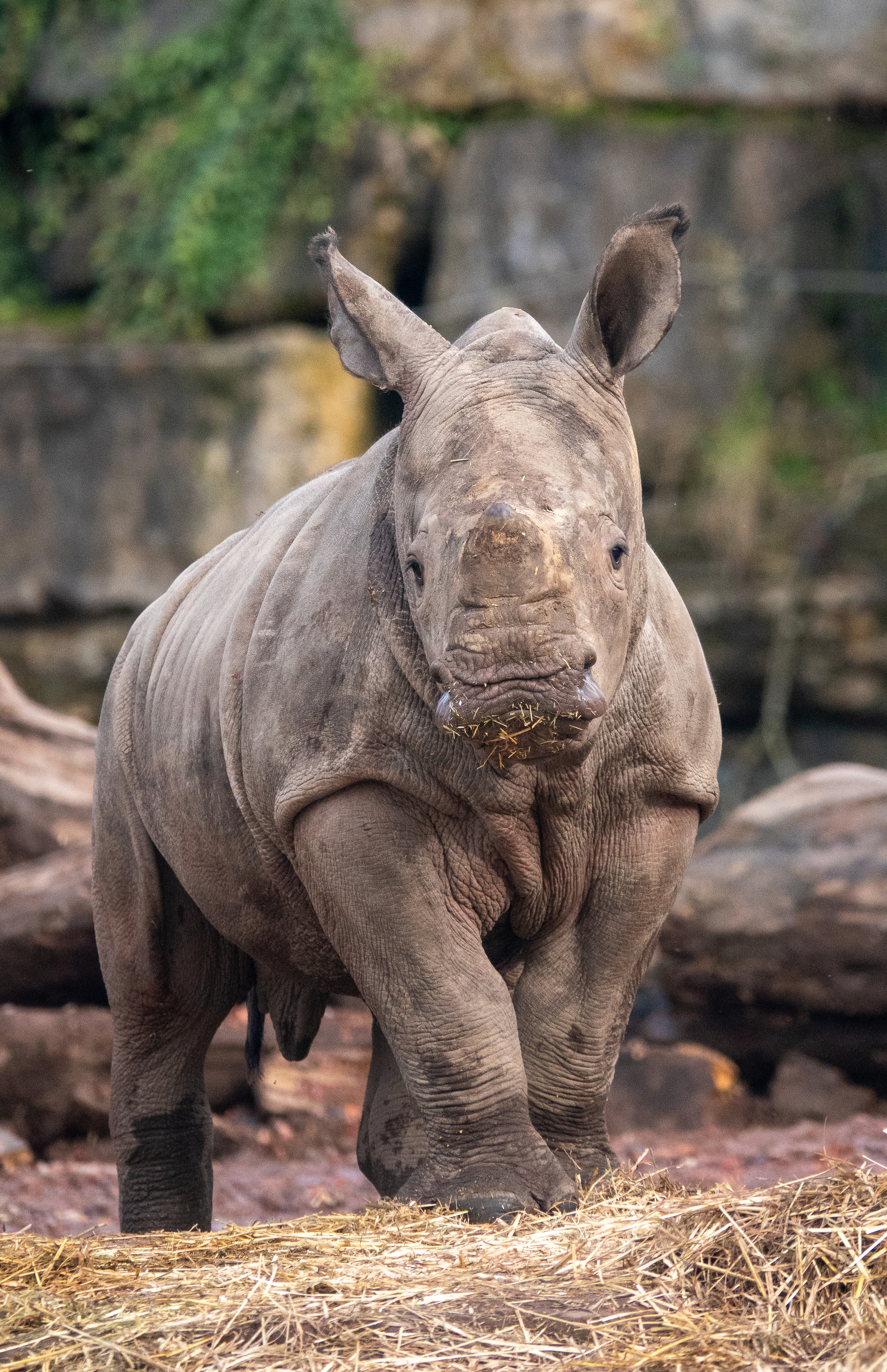The White Rhinoceros | Pairi Daiza
