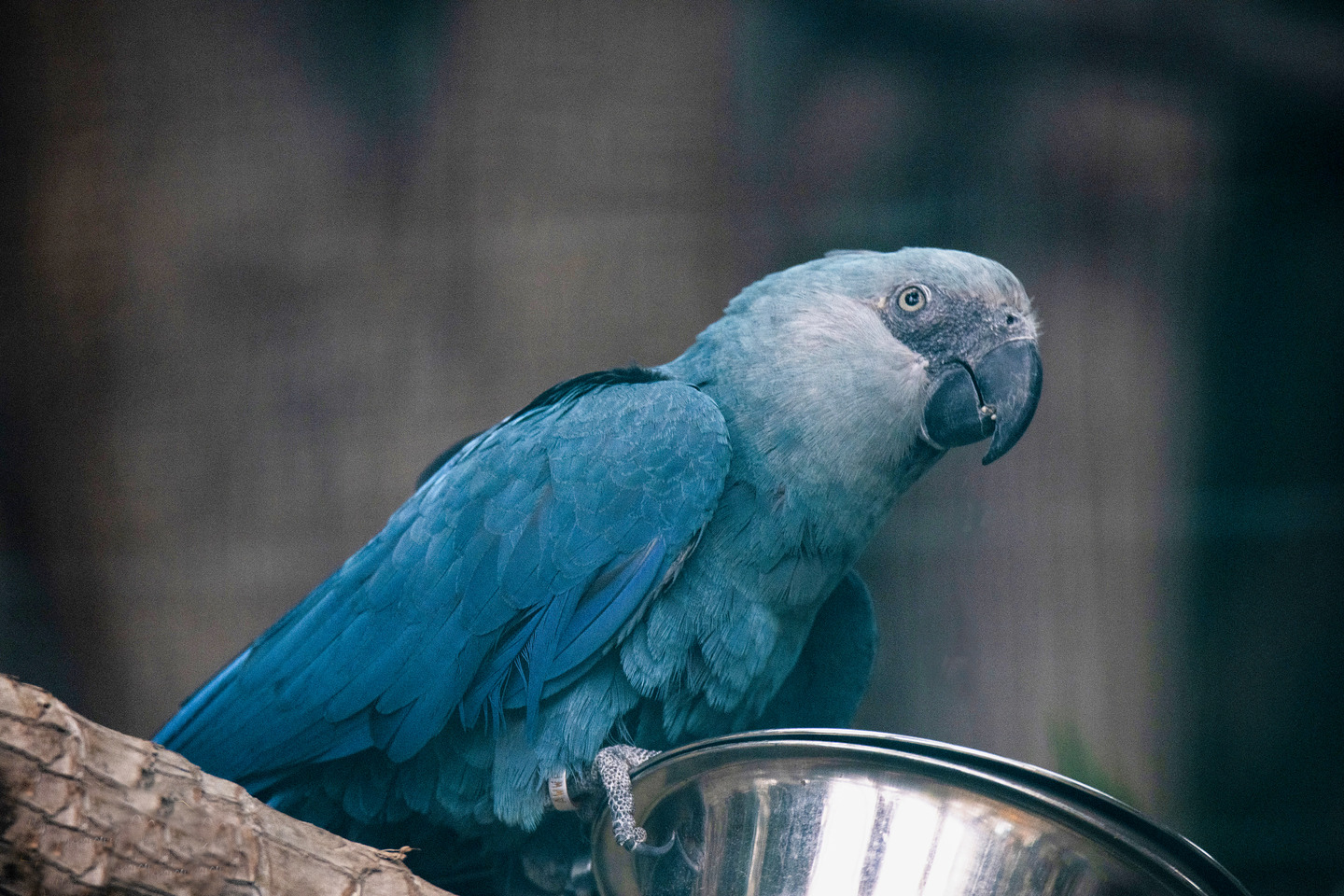 L'Ara de Spix | Pairi Daiza