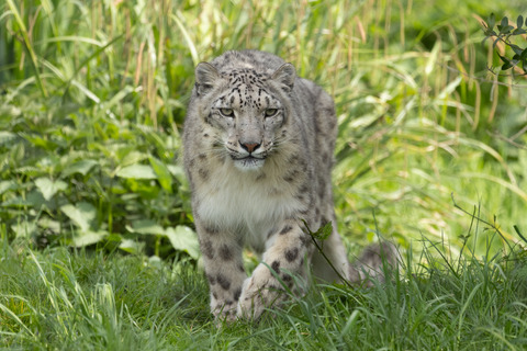 La Panthère des neiges | Pairi Daiza