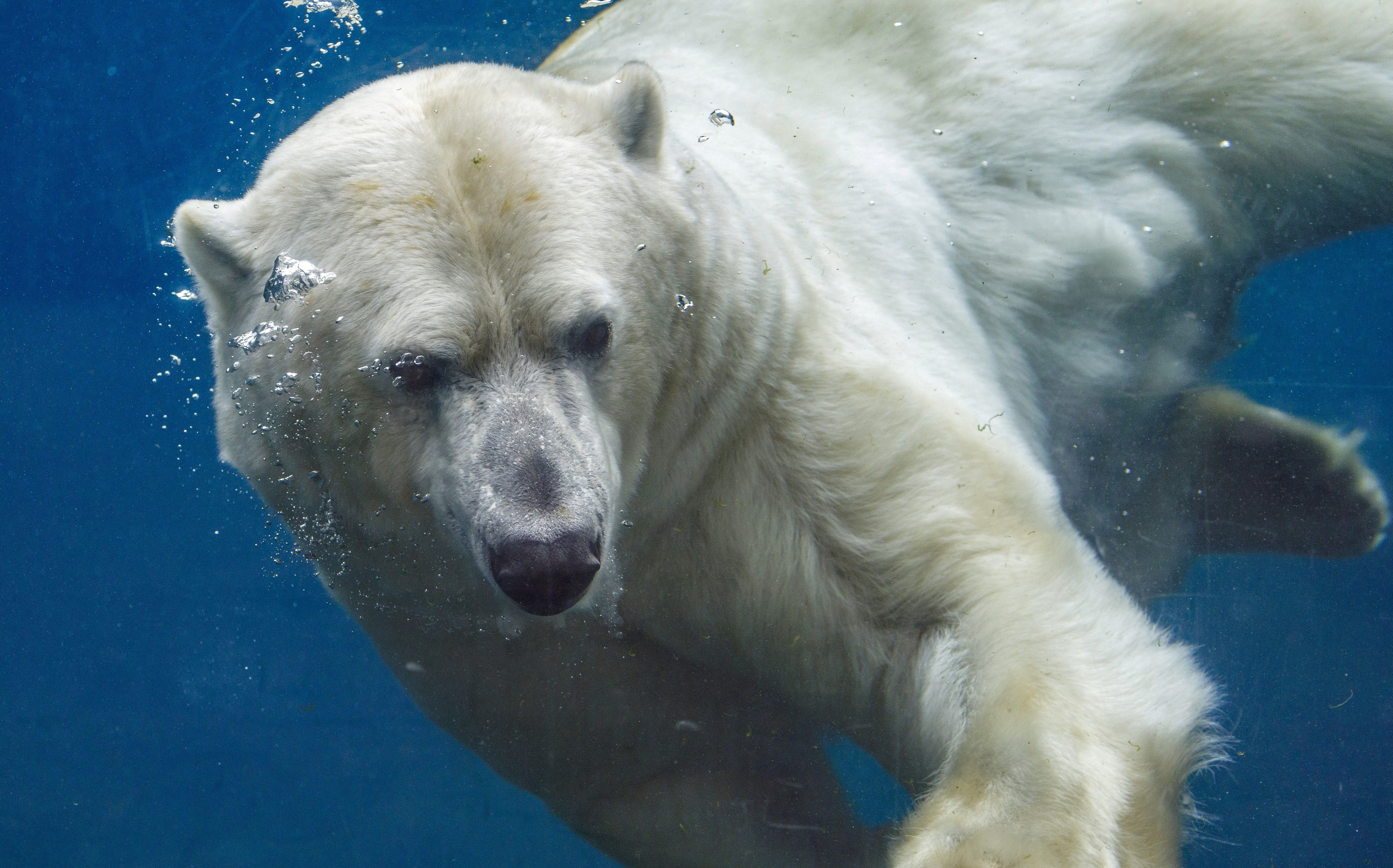 Der Eisbr | Pairi Daiza