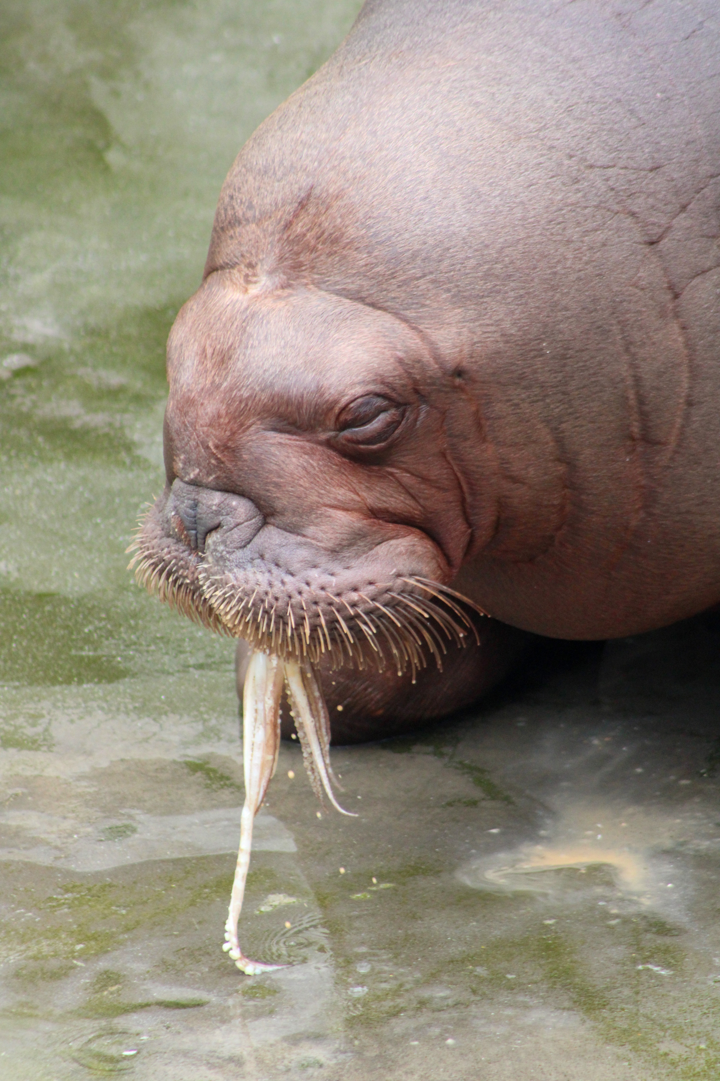 Project Walrus | Pairi Daiza