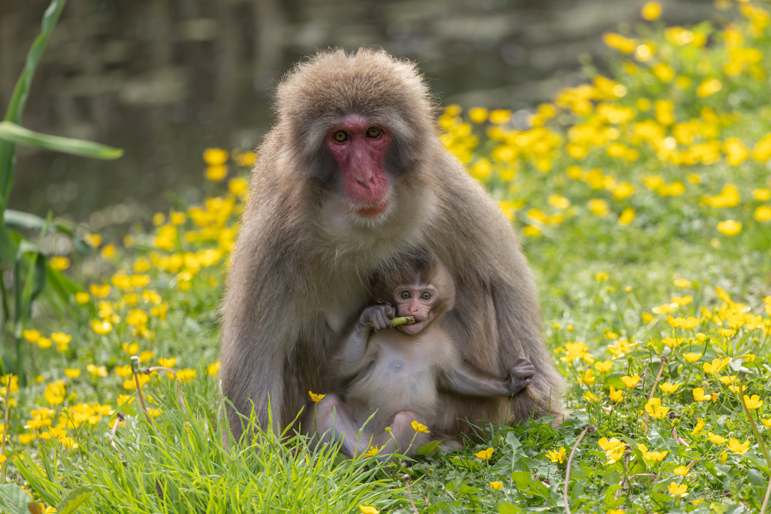 Japanse makaak | Pairi Daiza