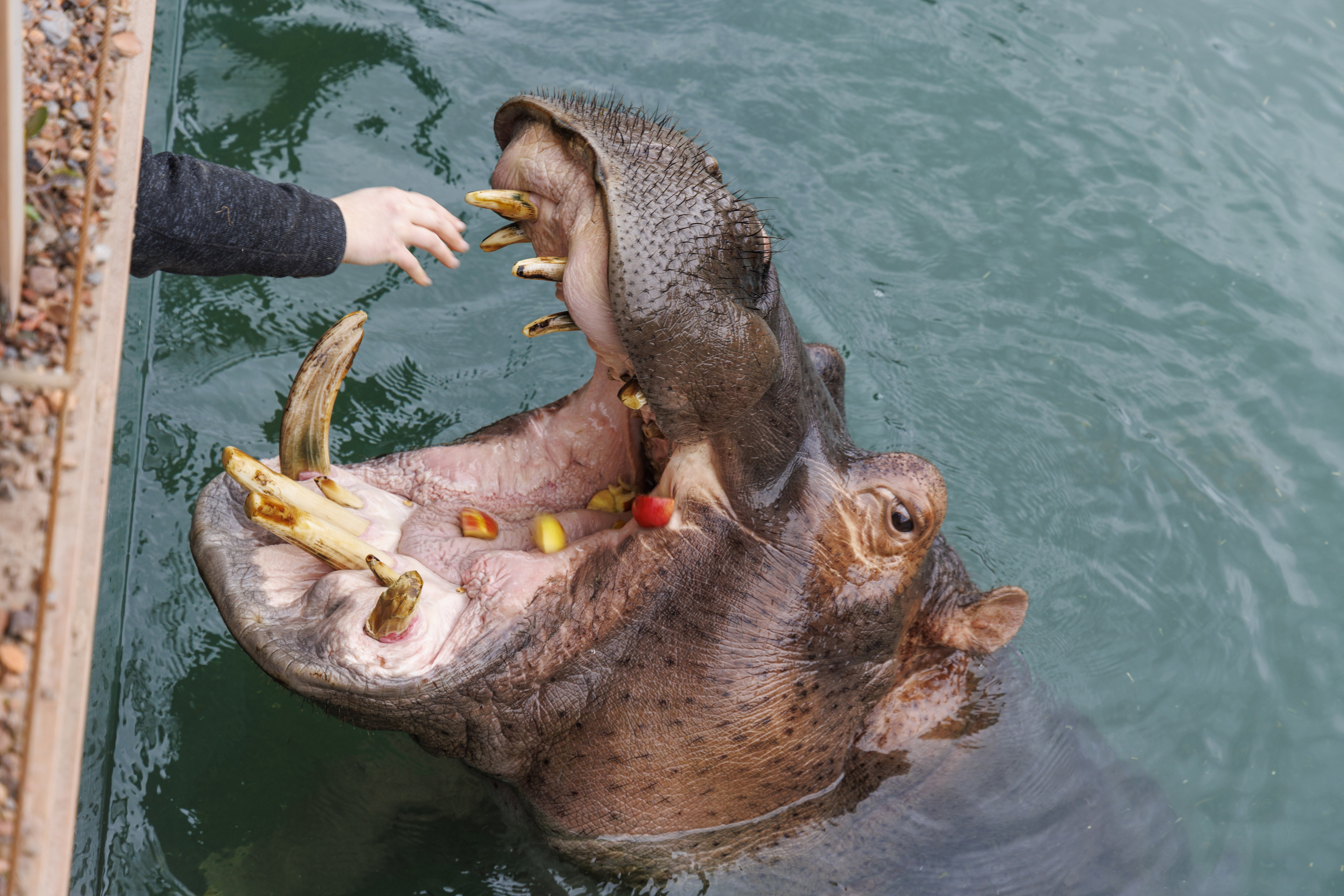 L'Hippopotame commun | Pairi Daiza, image size:2880x1920