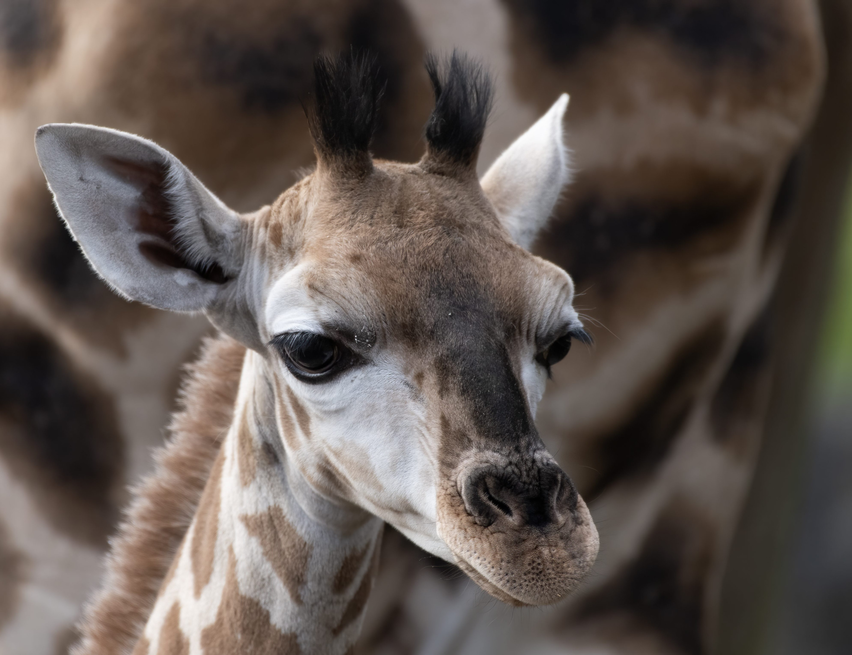 La girafe | Pairi Daiza, image size:2880x2216
