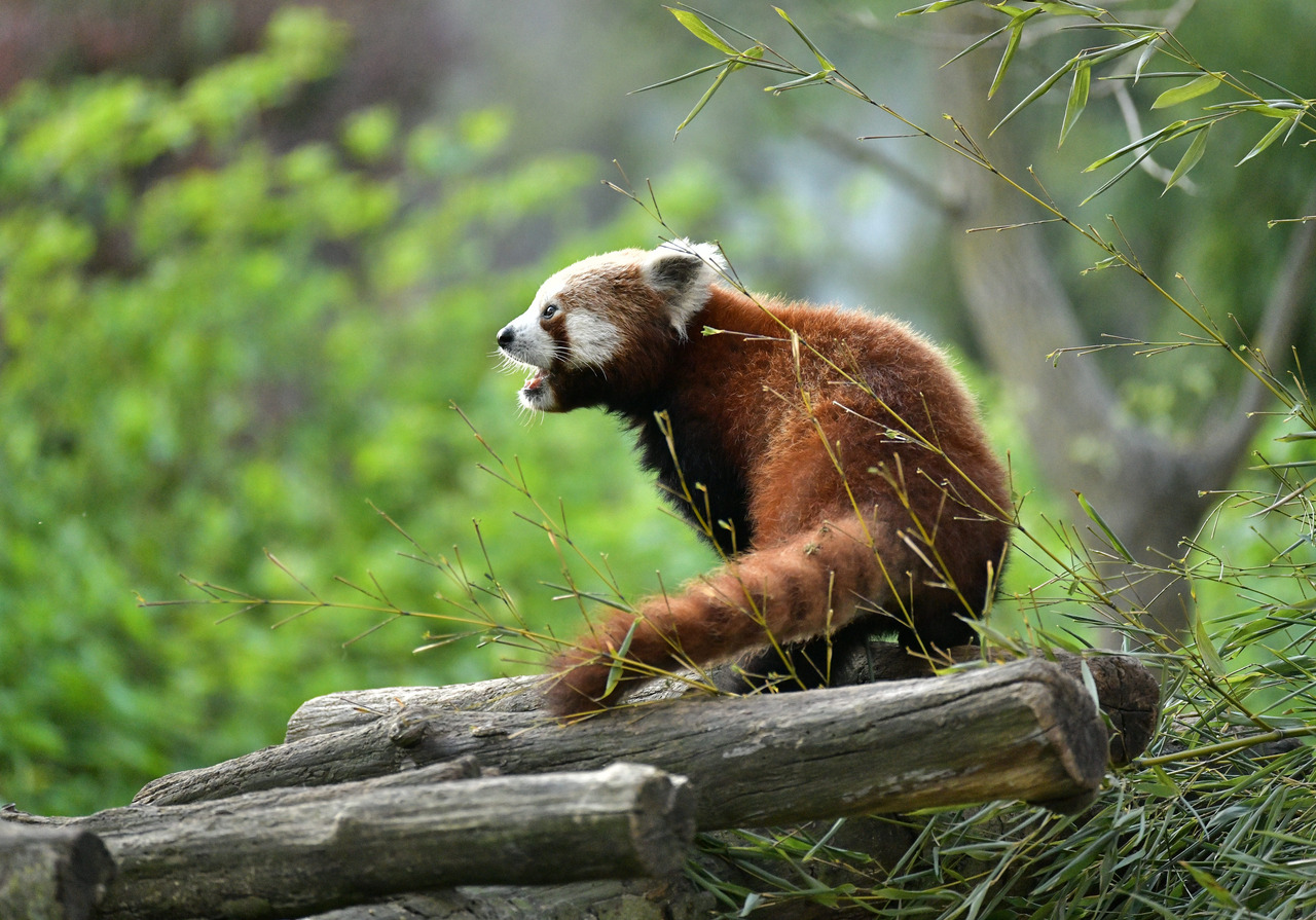 Le Panda roux | Pairi Daiza