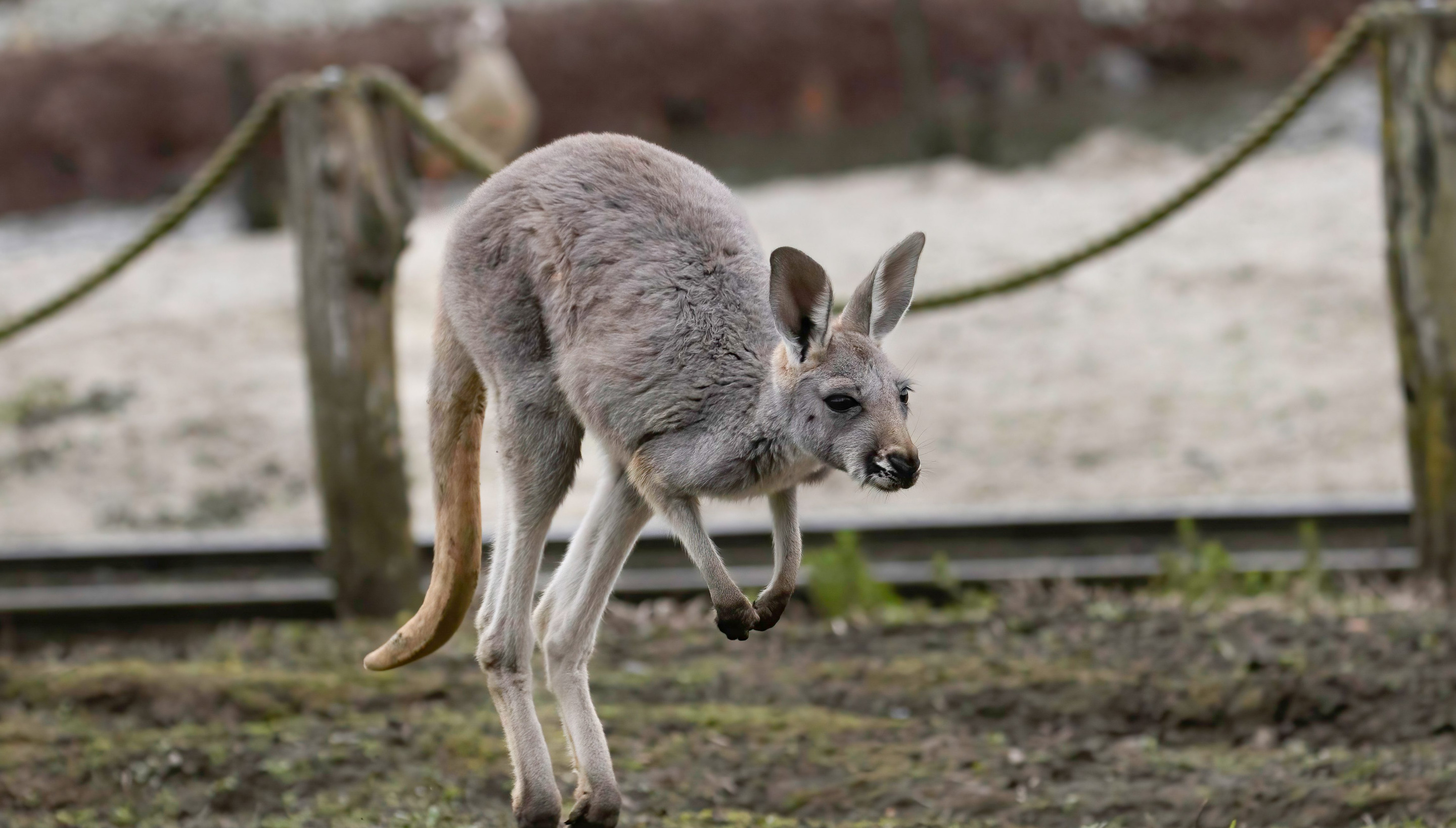 Red Kangaroo | Pairi Daiza