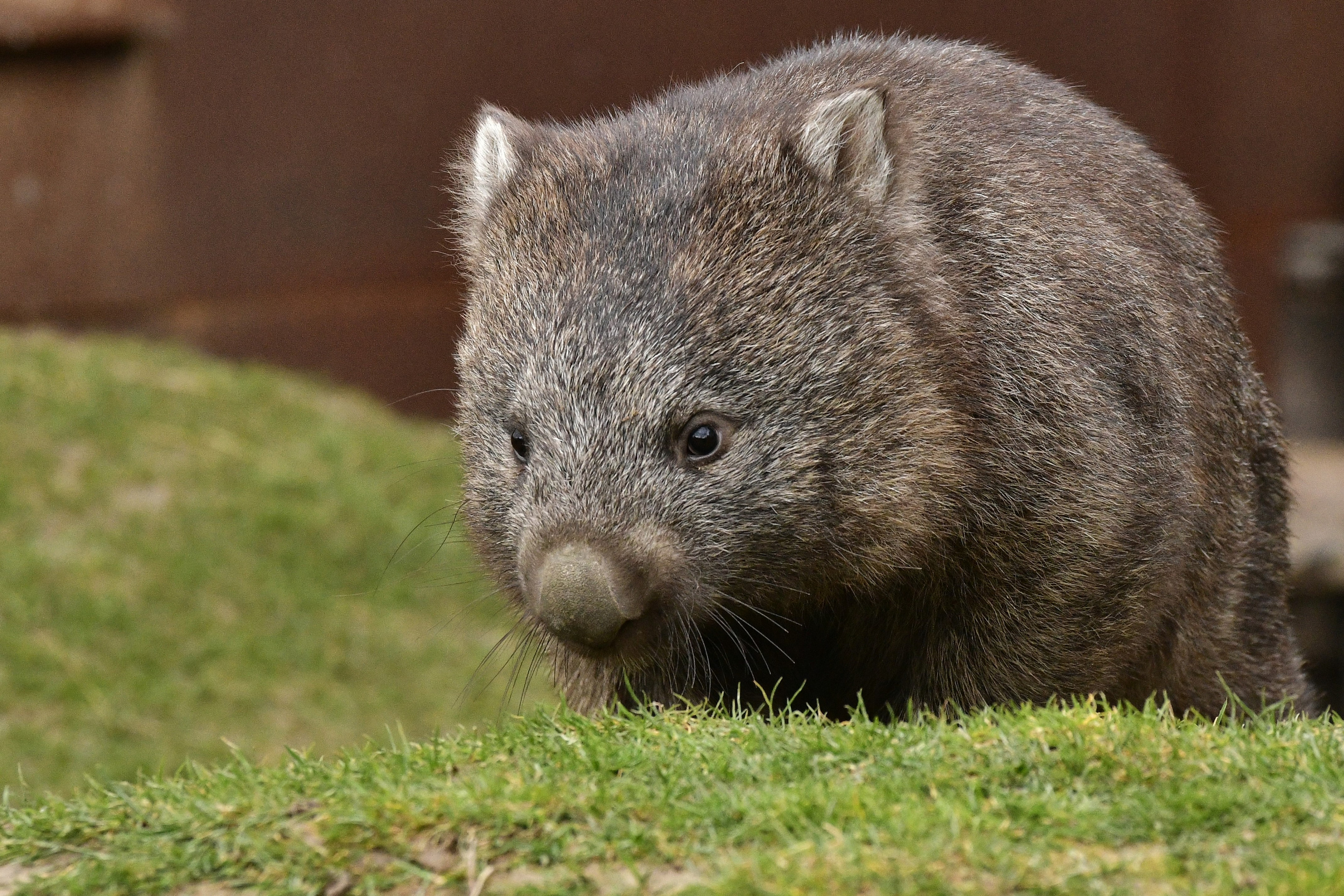 The wombat | Pairi Daiza
