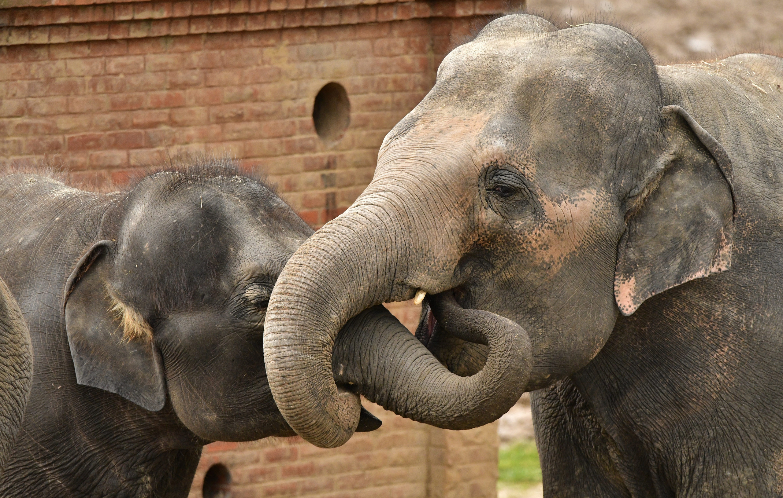 aziatische-olifant-pairi-daiza