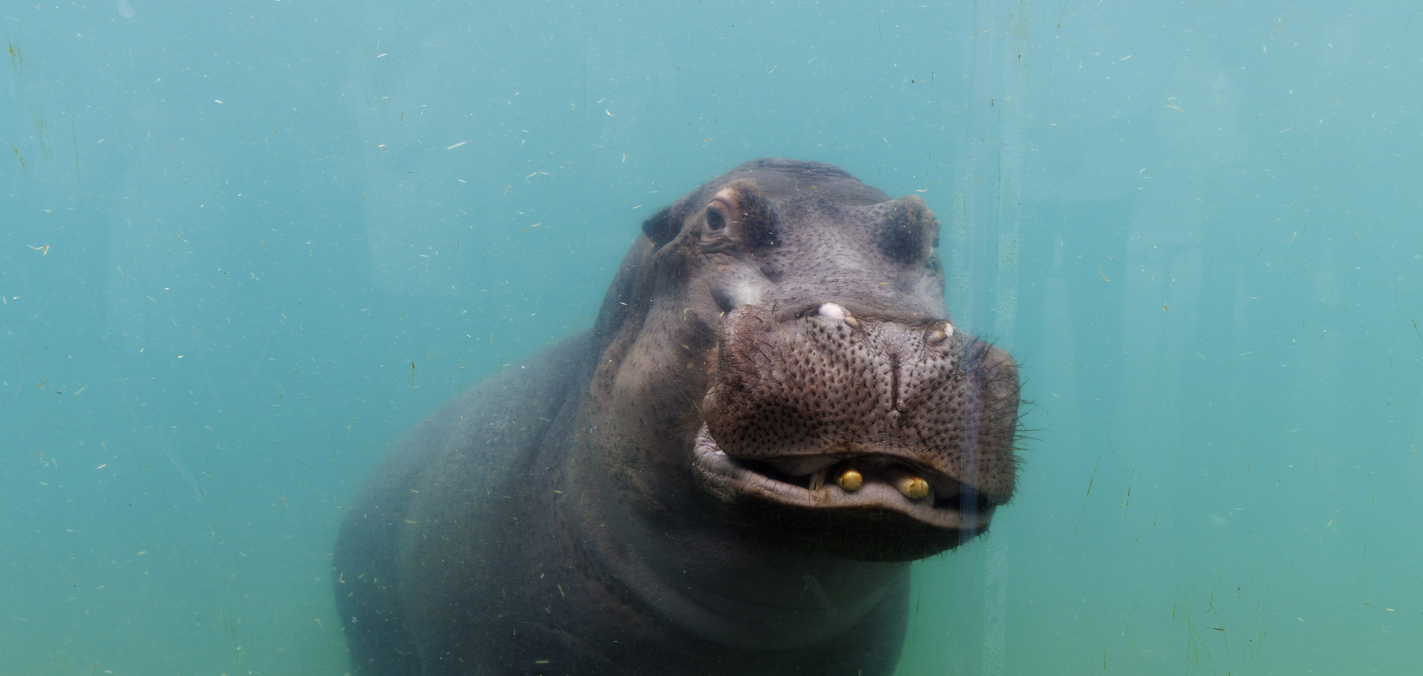 L'Hippopotame commun | Pairi Daiza, image size:2880x1368